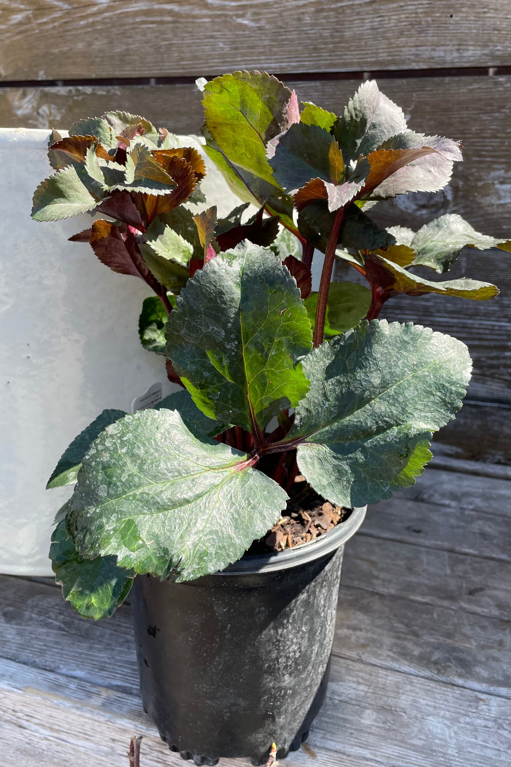 Helleborus 'Brunello' in a #1 pot just prior to bloom in early spring at Sprout Home. ©Sprout Home