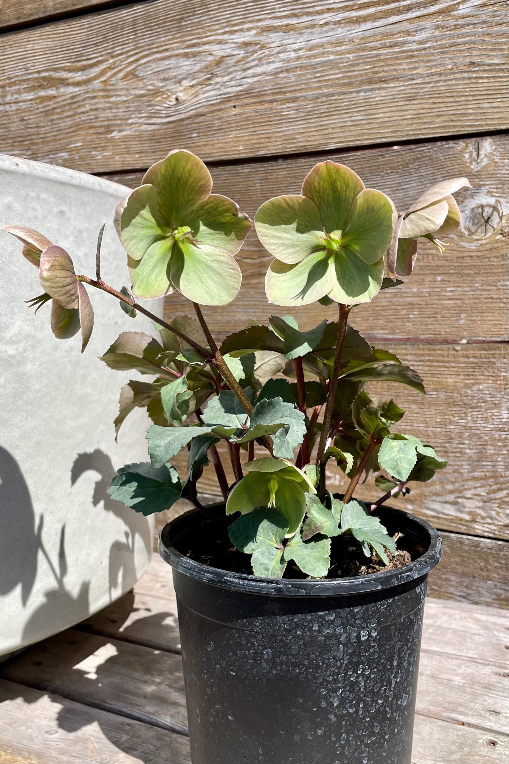 Helleborus 'Ivory Price' in a #1 pot against a wood fence blooming the middle of April at Sprout Home. ©Sprout Home