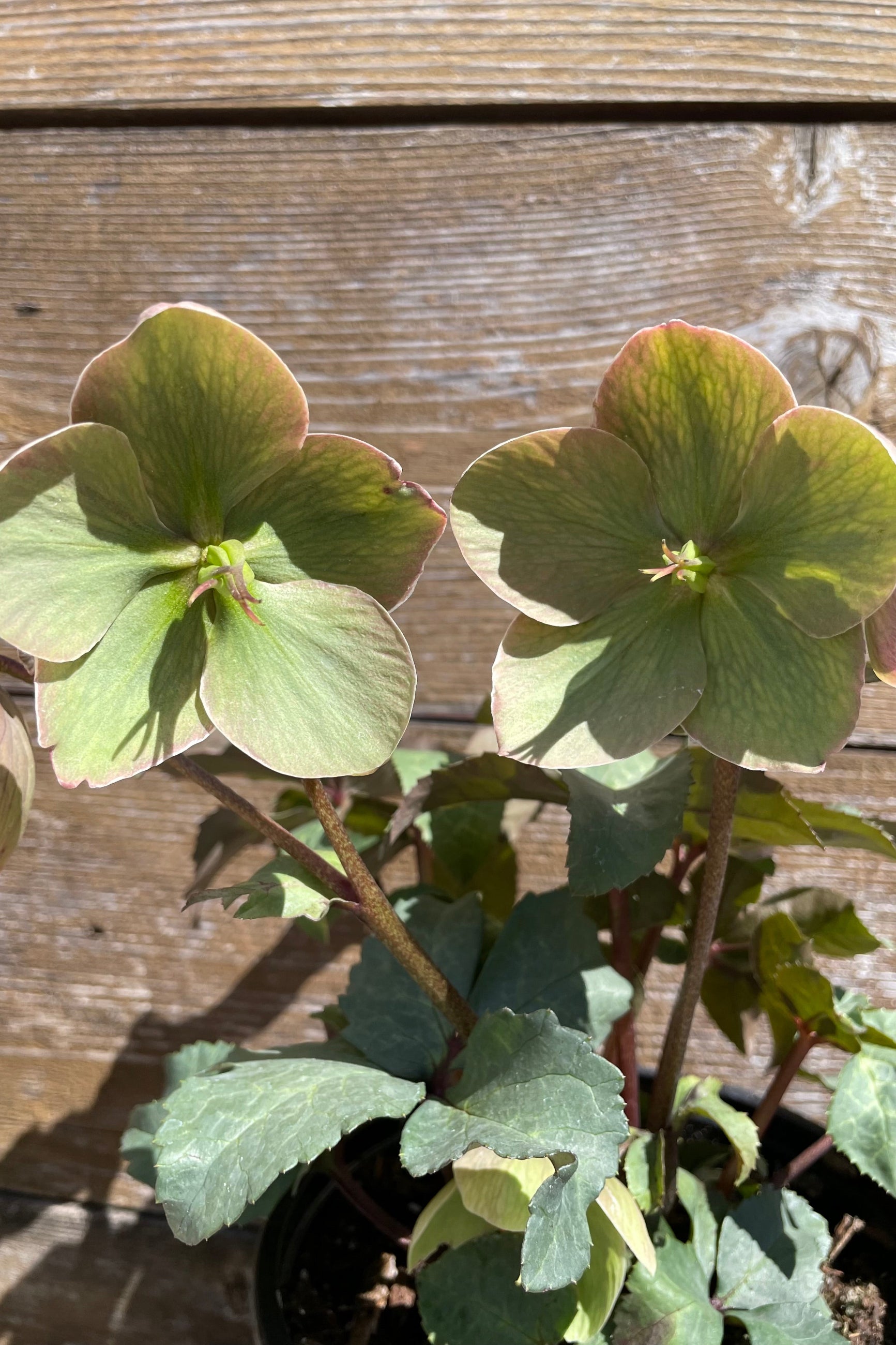Mid April bloom of the Helleborus 'Ivory Prince' showing the delicate greens and creams in the petals the middle of April. ©Sprout Home