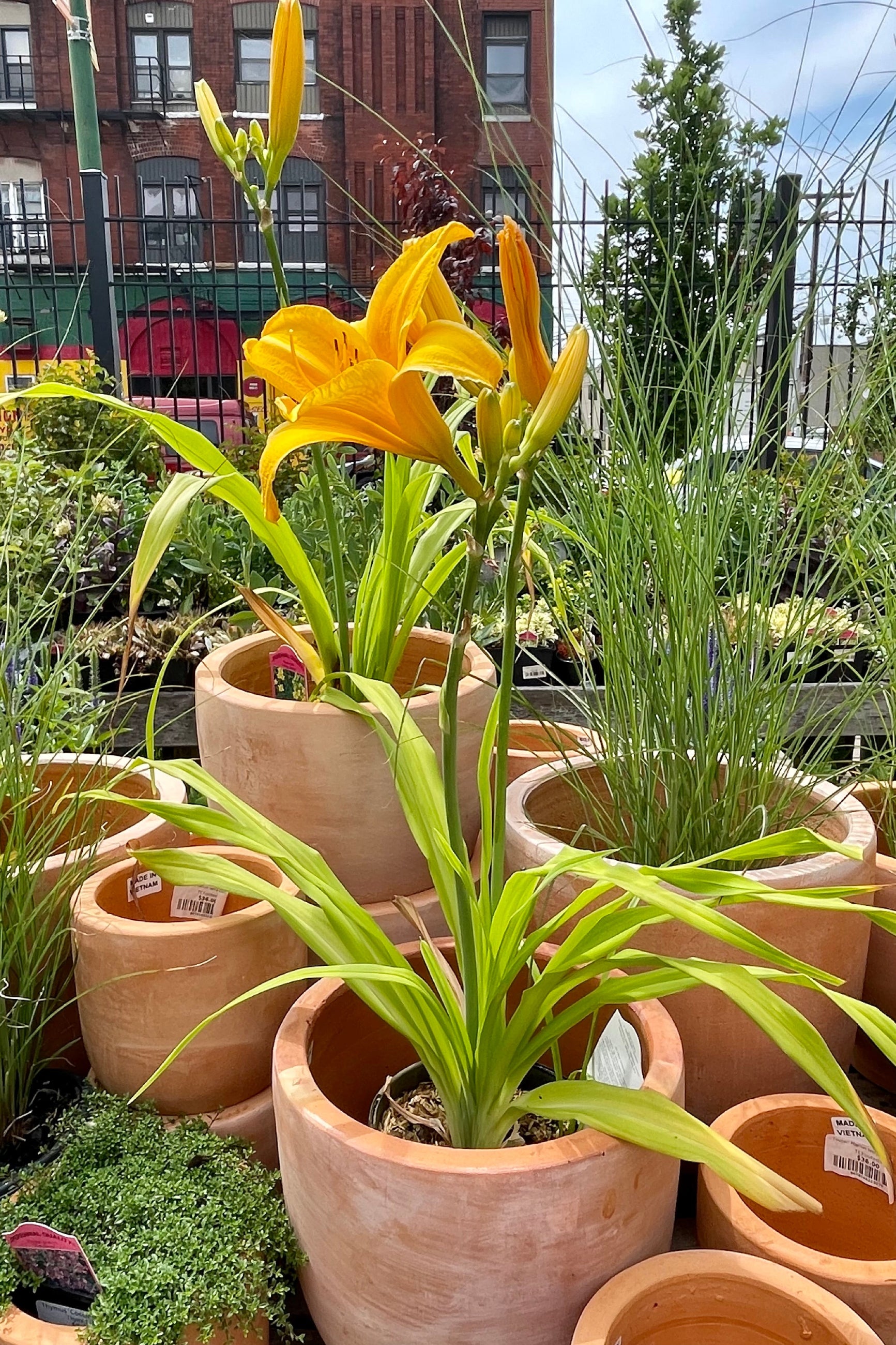 Hemerocallis 'Chicago Sunrise' daylily in a #1 growers pot sitting in a decorative pot blooming its bight orange flowers the beginning of July at Sprout Home. ©Sprout Home