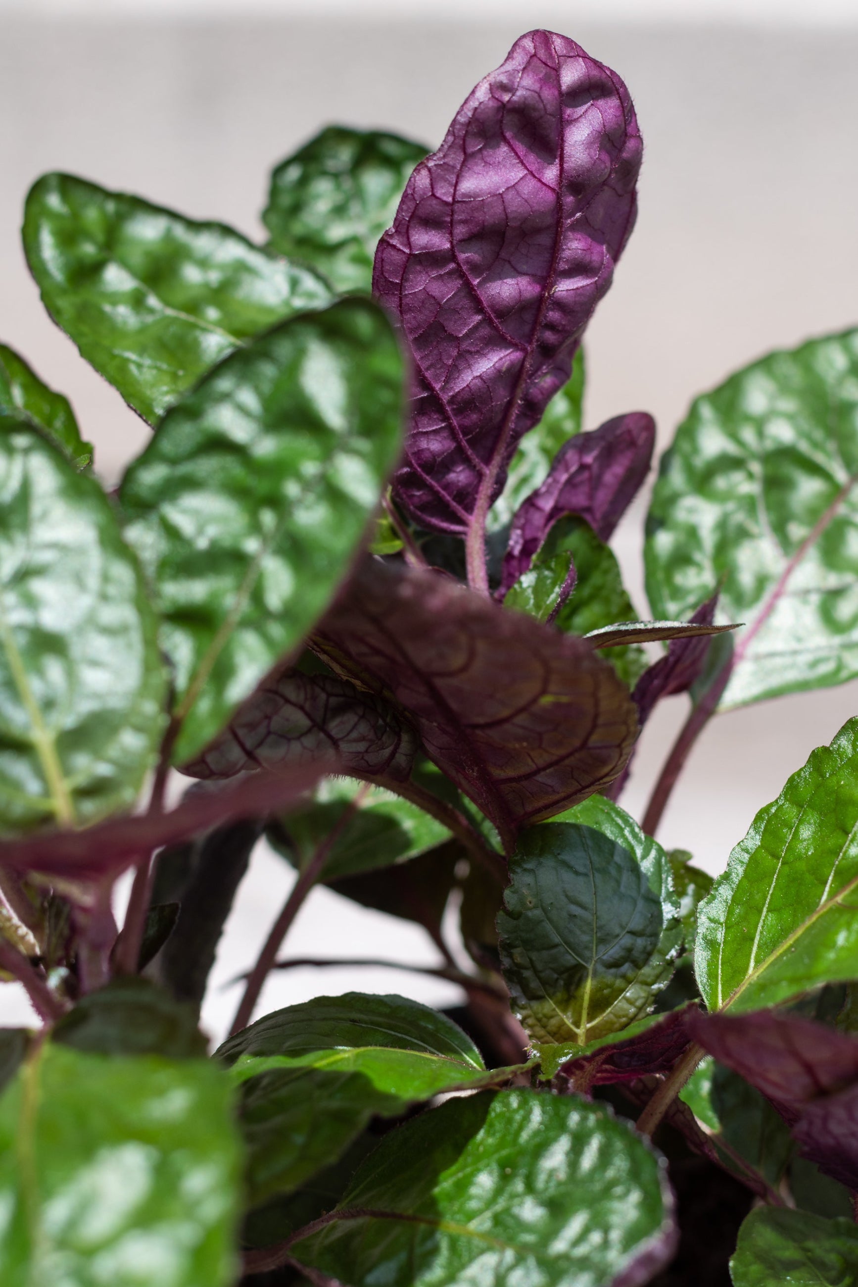 Close up of Hemigraphis alternata "Purple Waffle Plant" foliage. ©Sprout Home