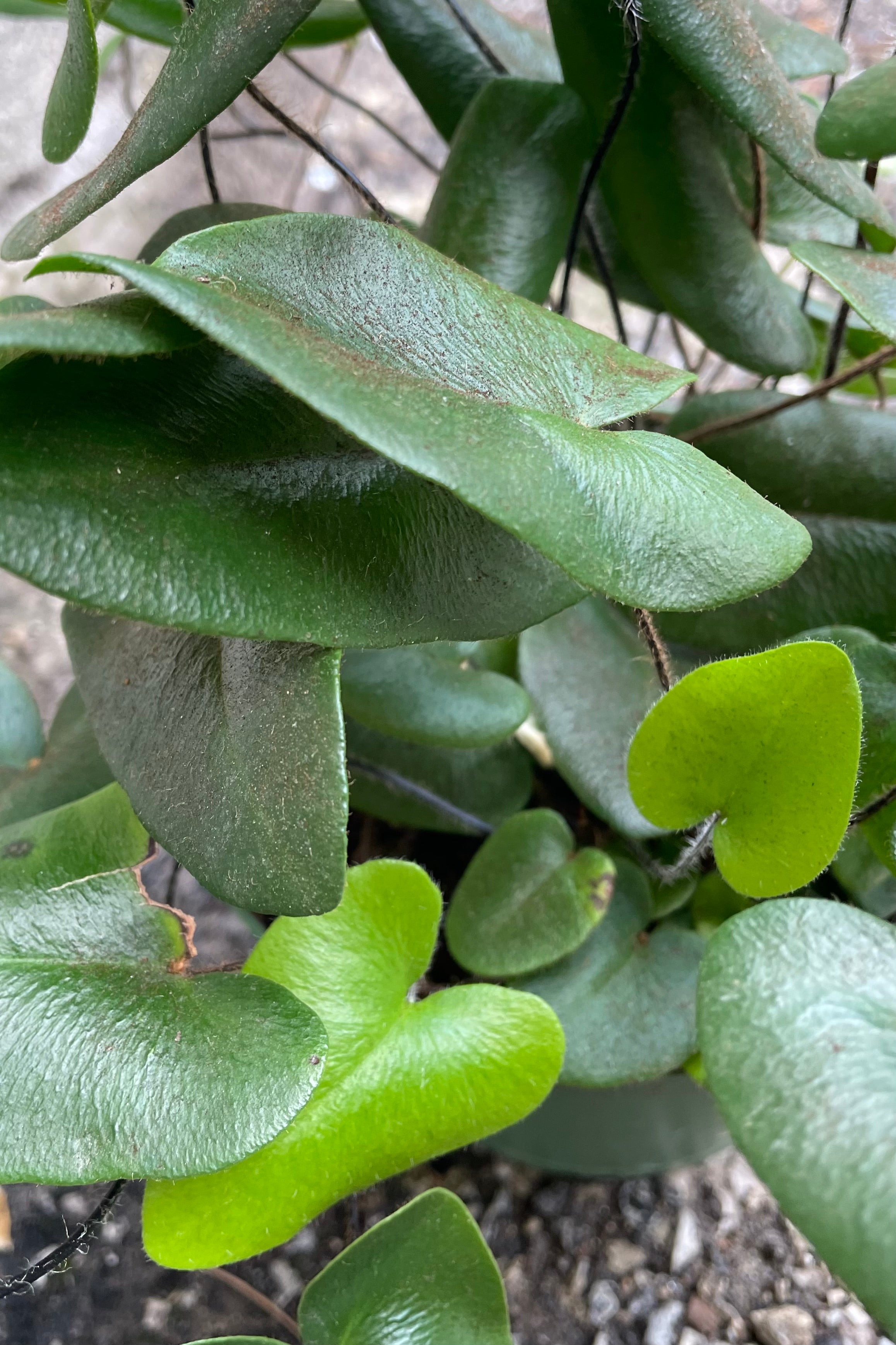 A close-up view of new and old growth of the 6" Hemionitus arifolia "Heart Fern" against a concrete backdrop