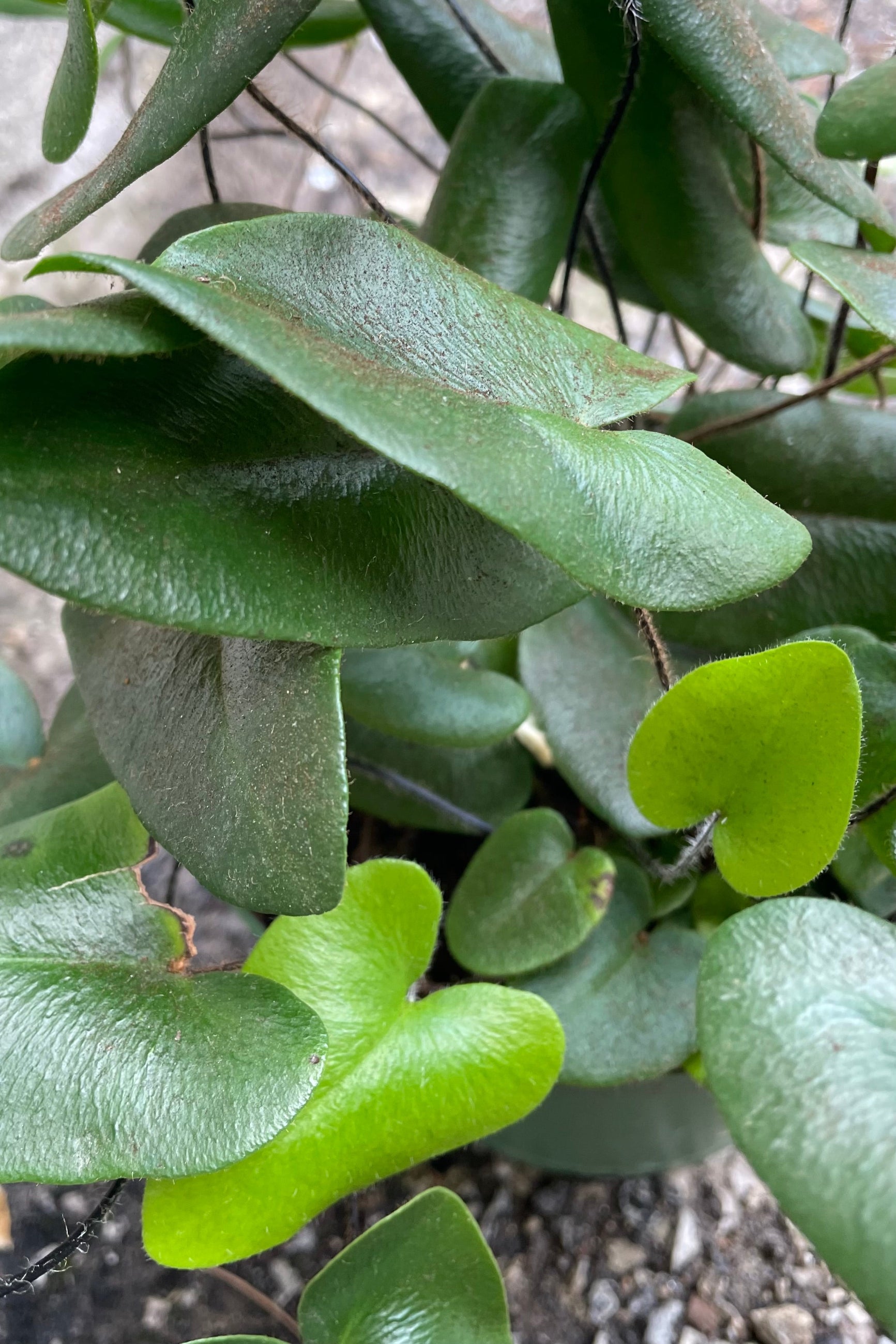 A close-up view of new and old growth of the 6" Hemionitus arifolia "Heart Fern" against a concrete backdrop ©Sprout Home