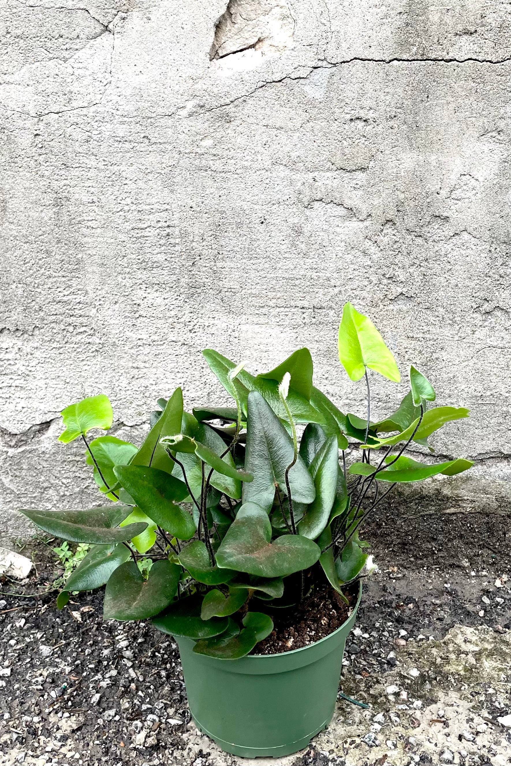 A frontal view of the 6" Hemionitus arifolia "Heart Fern" in a grow pot against a concrete backdrop
