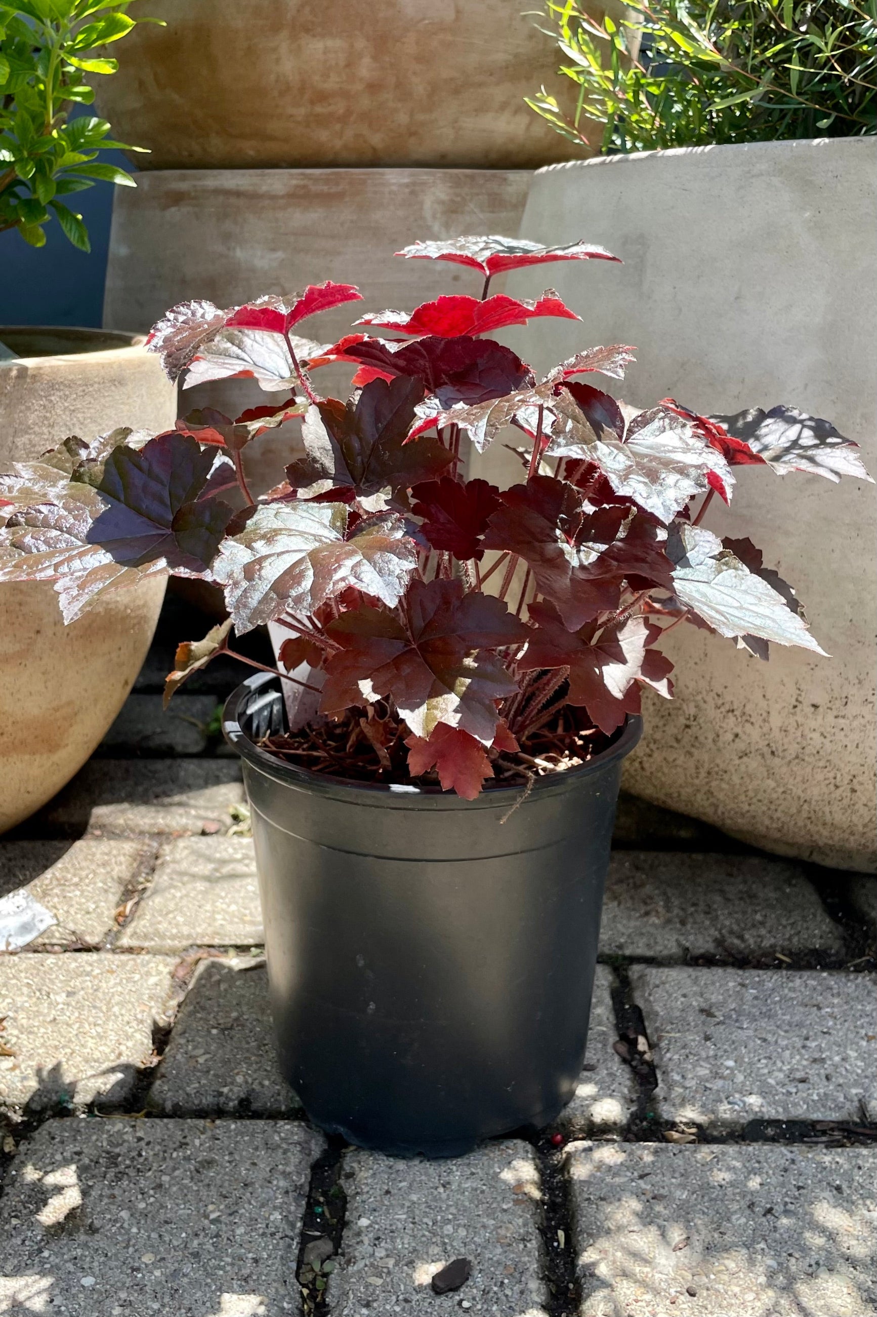 Heuchera 'Blackout' in mid June in the Sprout Home yard shown in a #1 growers pot in between decorative terracotta planters. ©Sprout Home