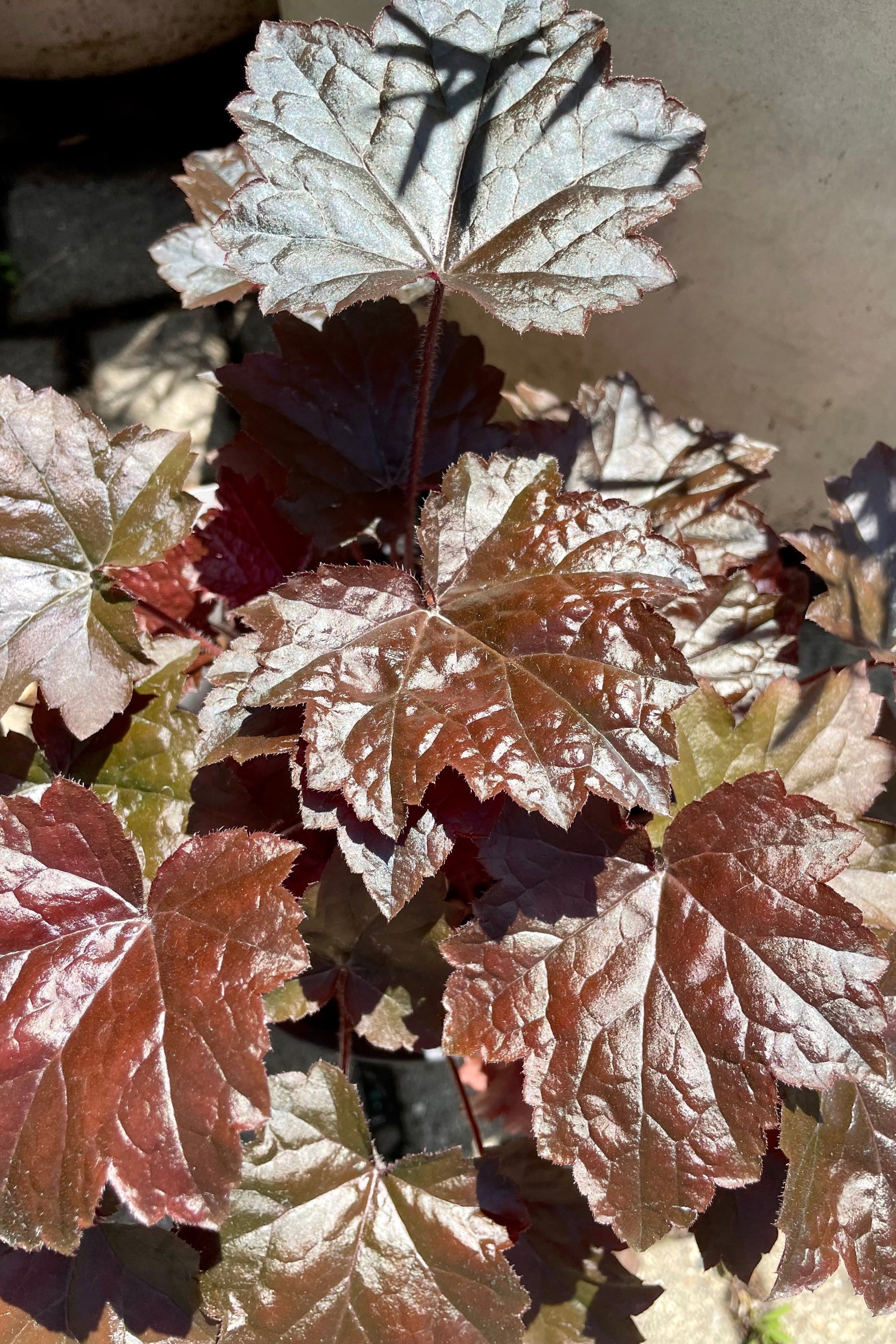 Heuchera 'Blackout' in mid June showing the almost black glossy leaves at Sprout Home. ©Sprout Home