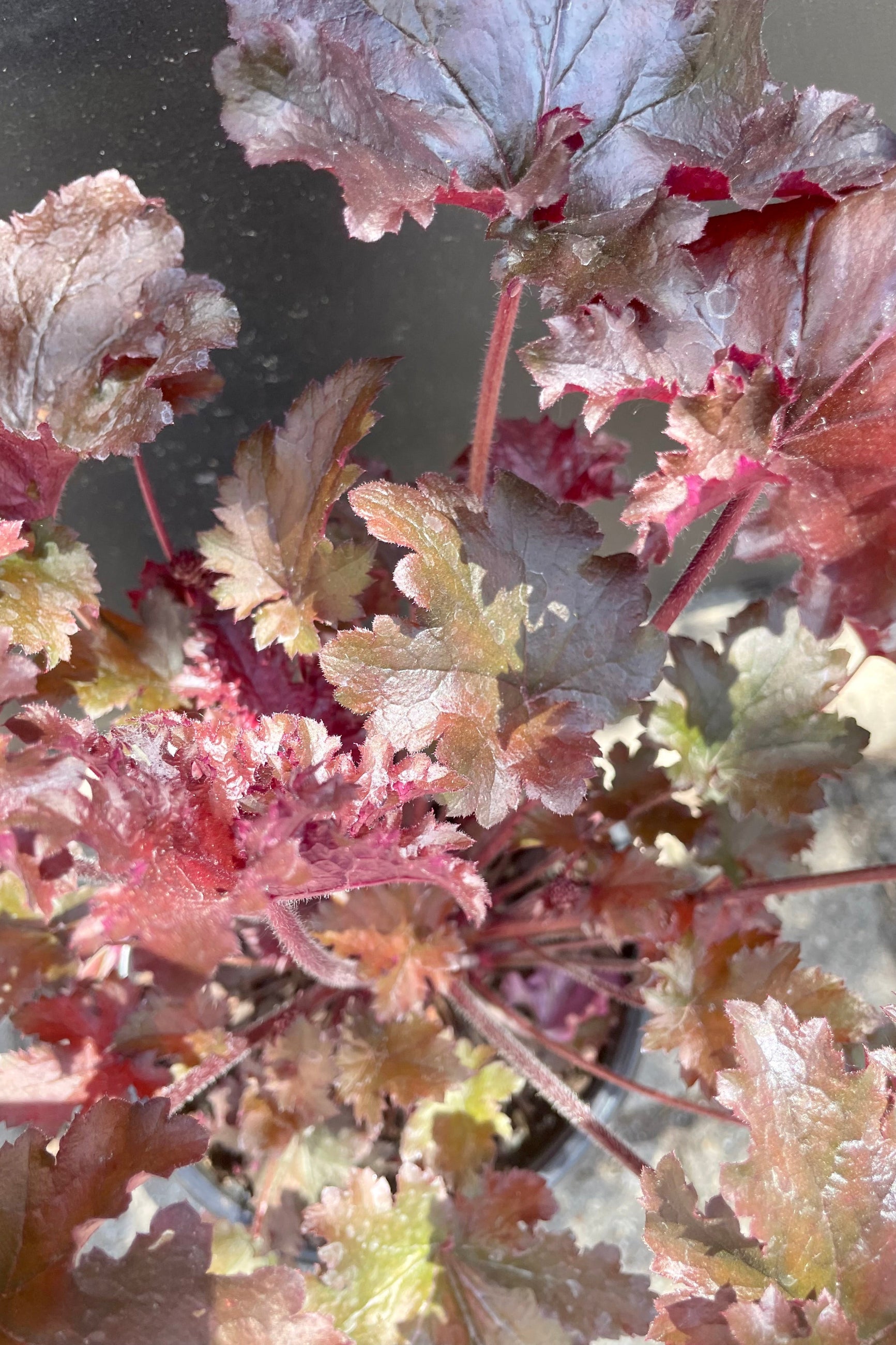 A detail picture of Heuchera 'Black Taffeta' showing the dark burgundy colorations on the leaves the end of May at Sprout Home. ©Sprout Home