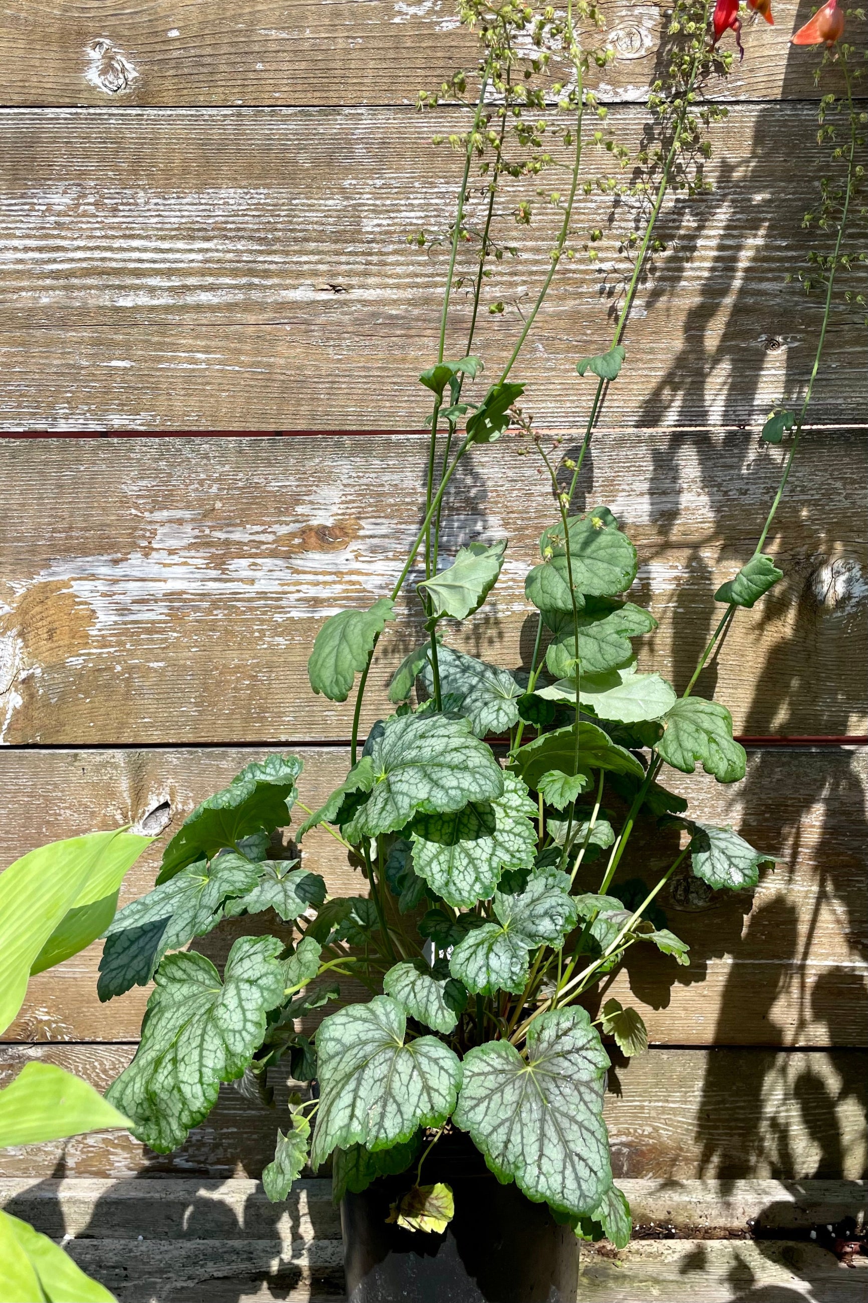 #1 Heuchera 'Green Spice' in mid June at the end of bloom against a wood fence at Sprout Home. ©Sprout Home