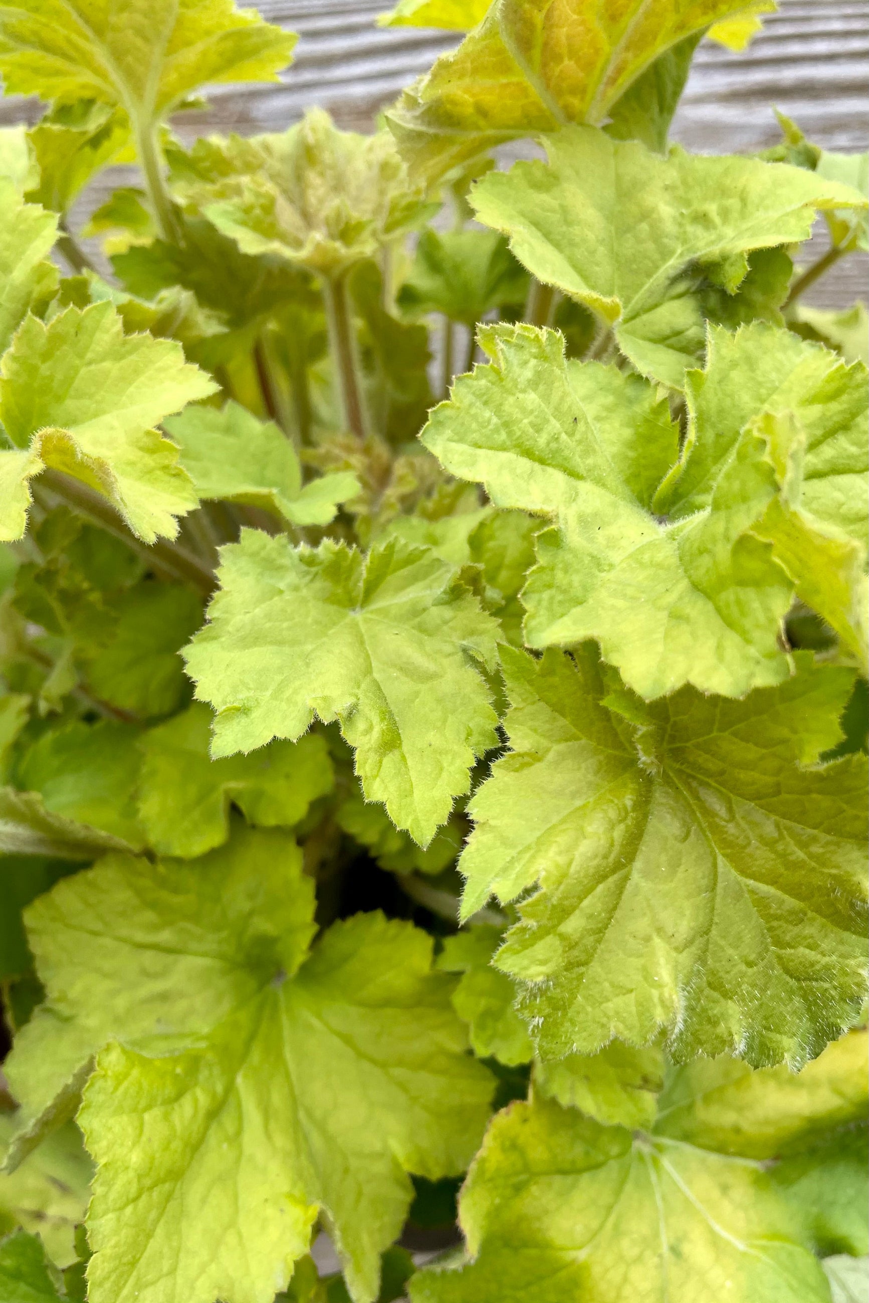 Picture of the Heuchera 'Gaucamole' perennial detail picture of the bright green leaves, at the end of April in the Sprout Home yard. ©Sprout Home