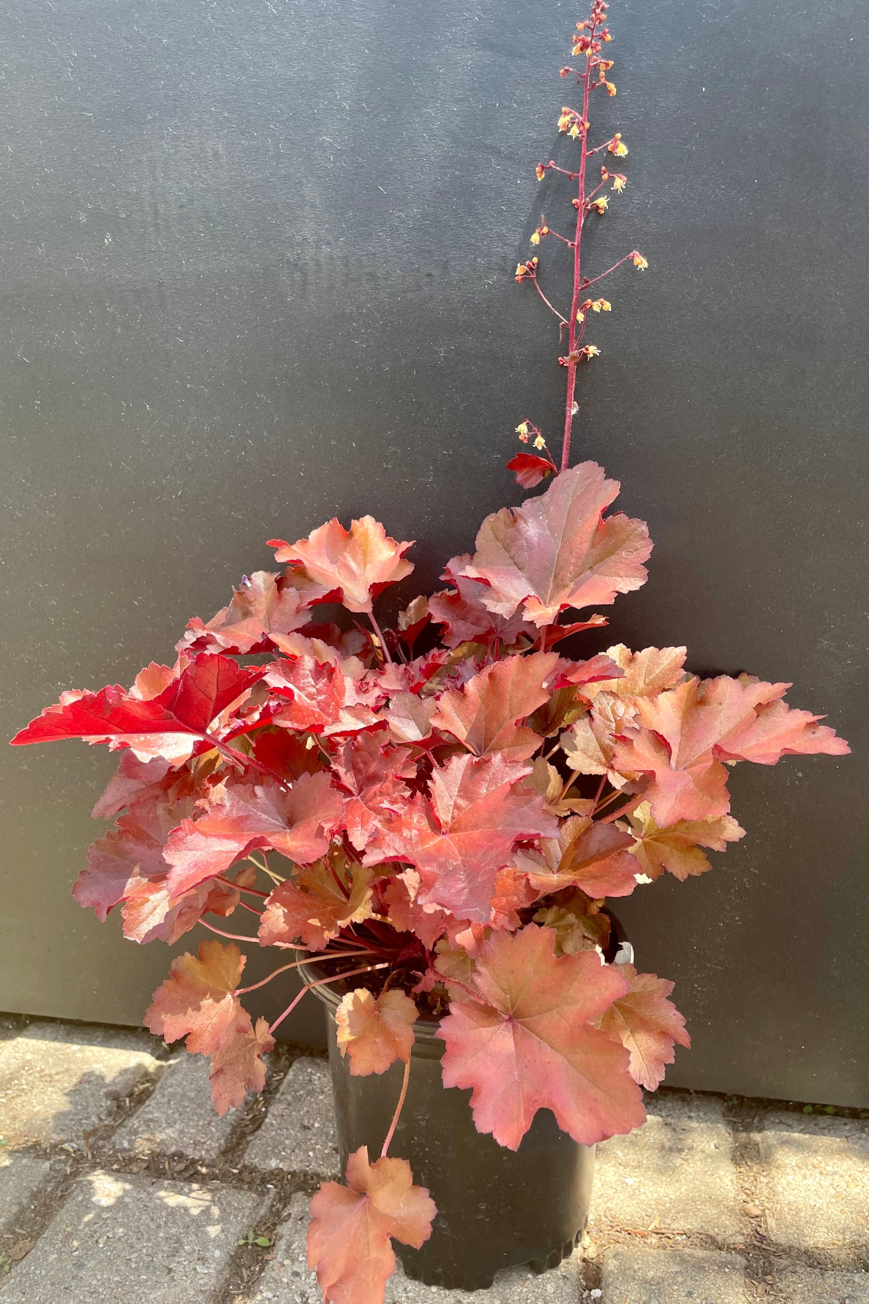 #1 size Heuchera 'Mahogany' perennial showing off its vivid maroon and bronze colorations and in bloom against a black backdrop the end of May at Sprout Home. ©Sprout Home