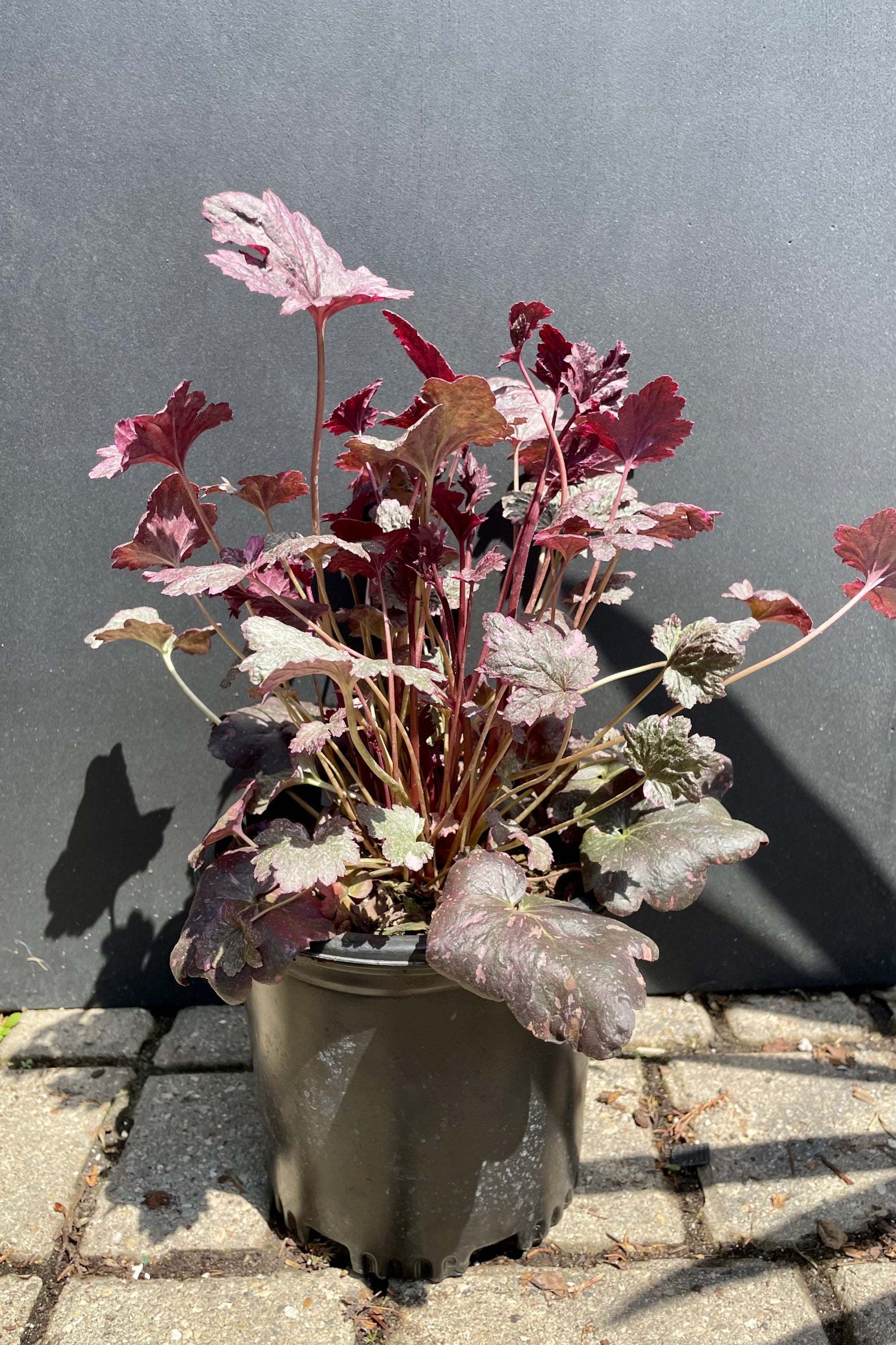 The Heuchera 'Midnight Rose' in a #1 growers pot against a black background in the Sprout Home yard. ©Sprout Home