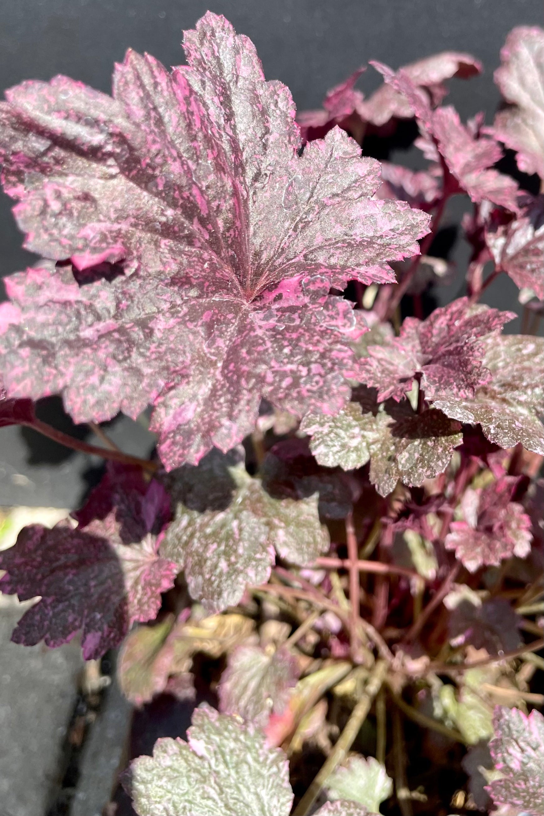 Detail picture of the pink and dark spotted leaves of the Heuchera 'Midnight Rose' against a black background. ©Sprout Home
