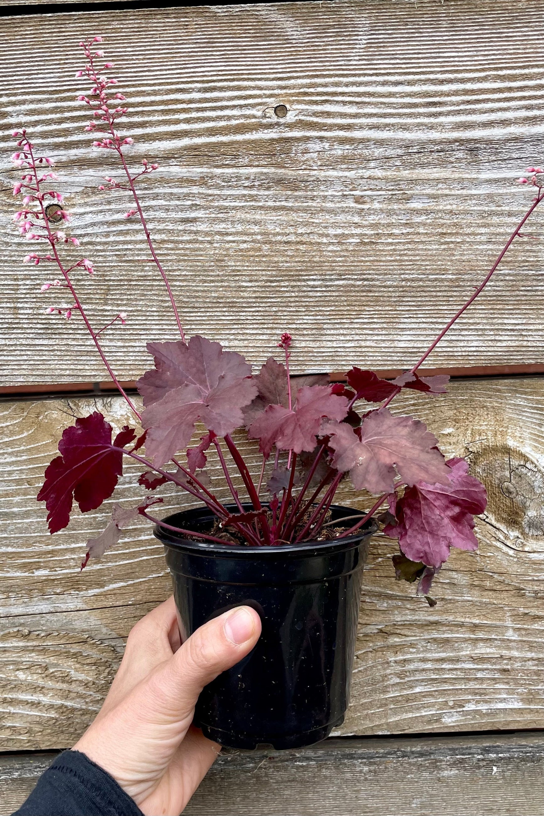 A close up picture showing the deep red-pink leaves of the Heuchera 'Magma' in a 4.5" growers pot, in the Sprout Home yard. ©Sprout Home