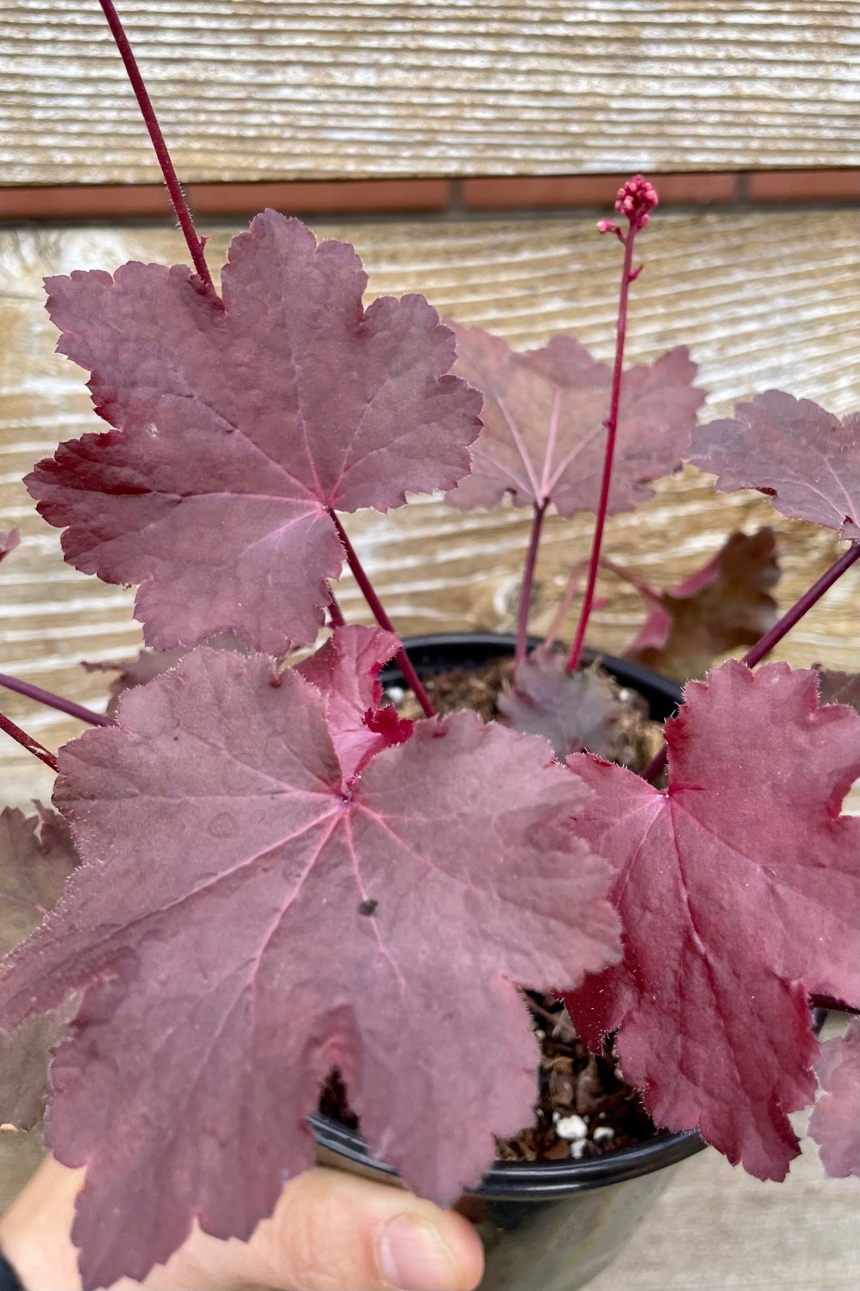 A close up picture showing the deep red-pink leaves of the Heuchera 'Magma' in the Sprout Home yard. ©Sprout Home