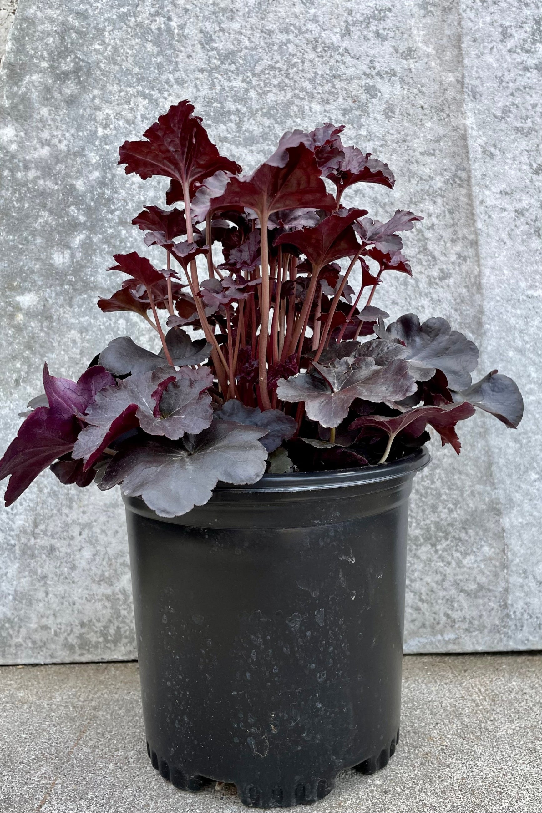 Heuchera 'Obsidian' #1 against a grey wall ©Sprout Home