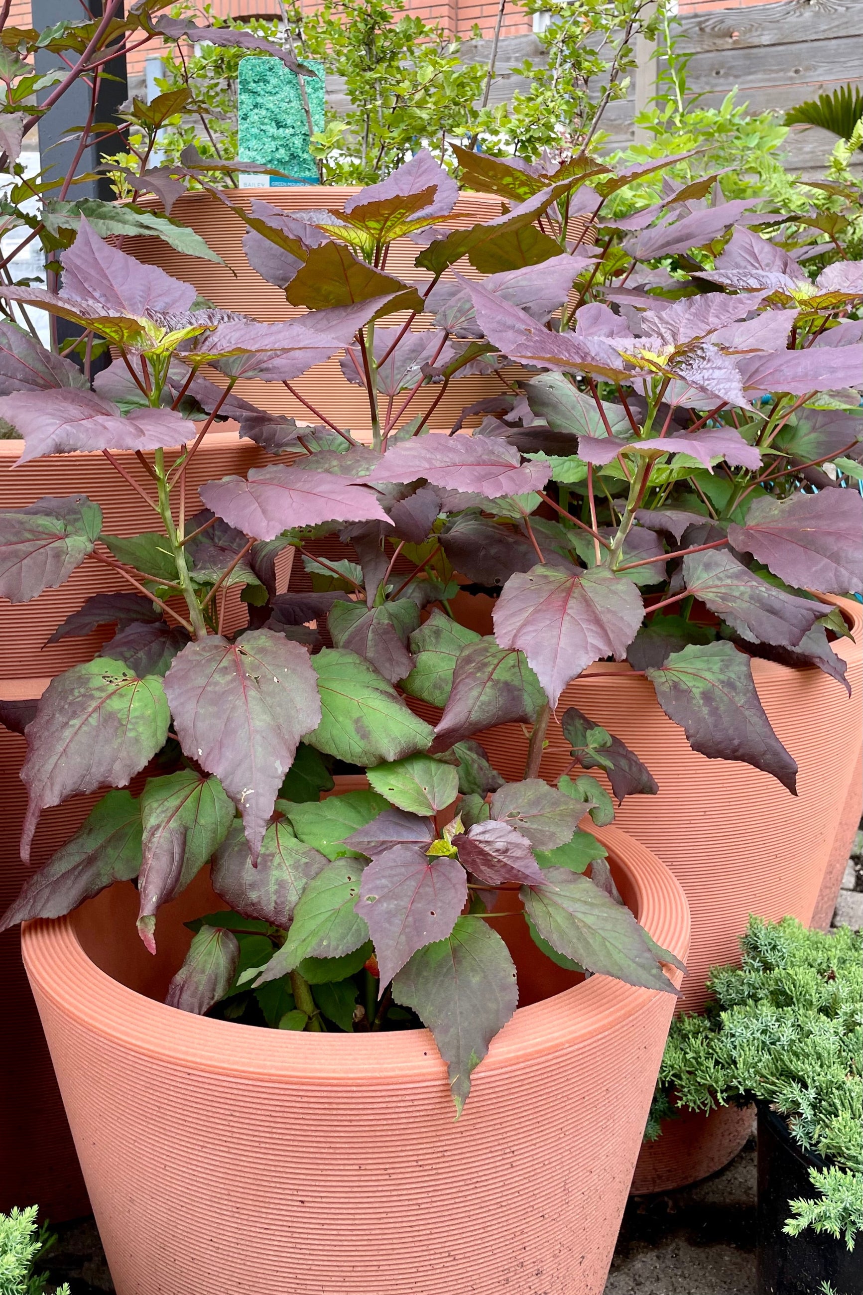 HIbiscus 'Dark Mystery' #2 pot sitting in a decorative terracotta colored pot. mid July with its large burgundy tinted leaves at Sprout Home.©Sprout Home