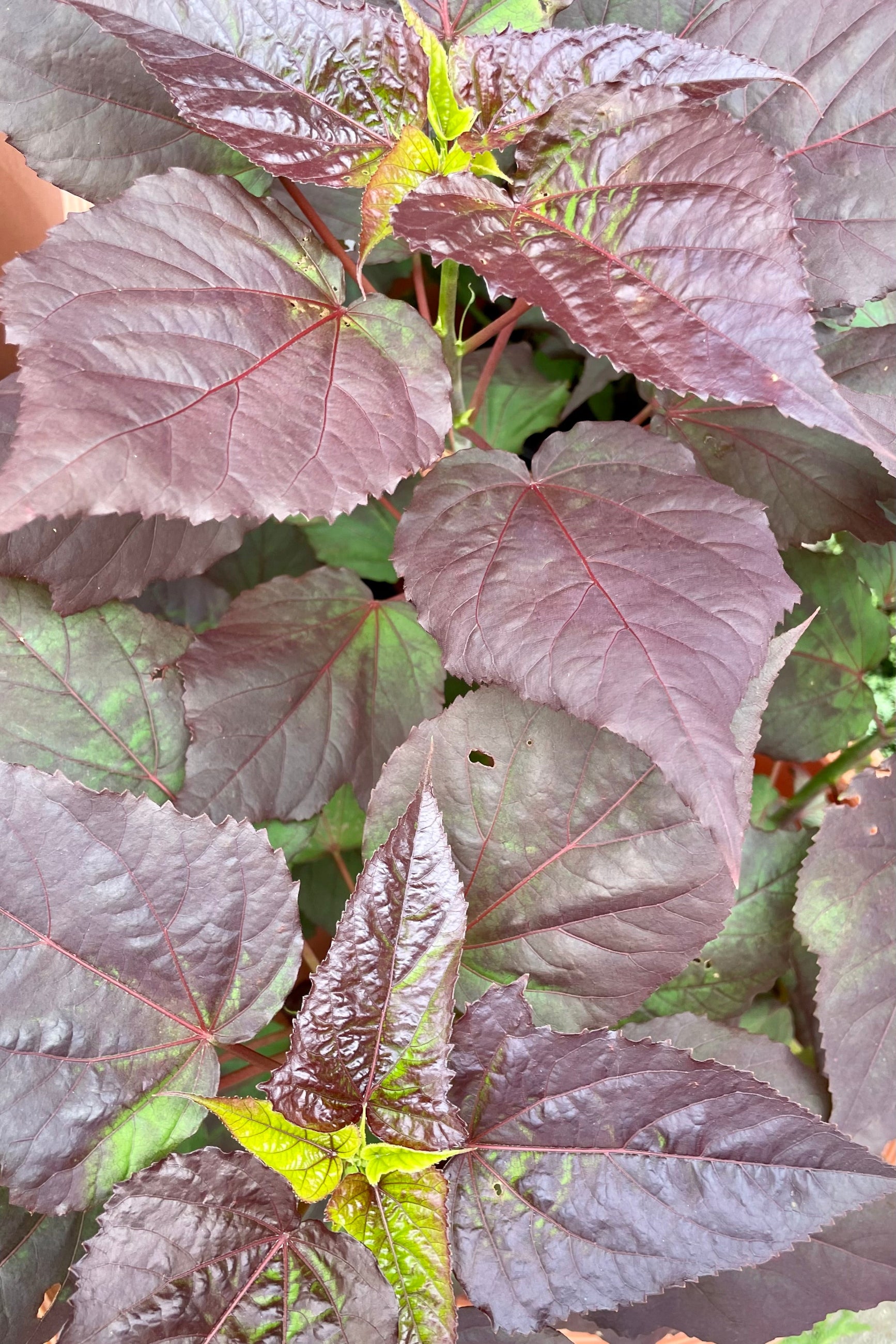 Close of of the dark burgundy heart shaped leaves of Hibiscus 'Dark Mystery' mid July before blooming. ©Sprout Home