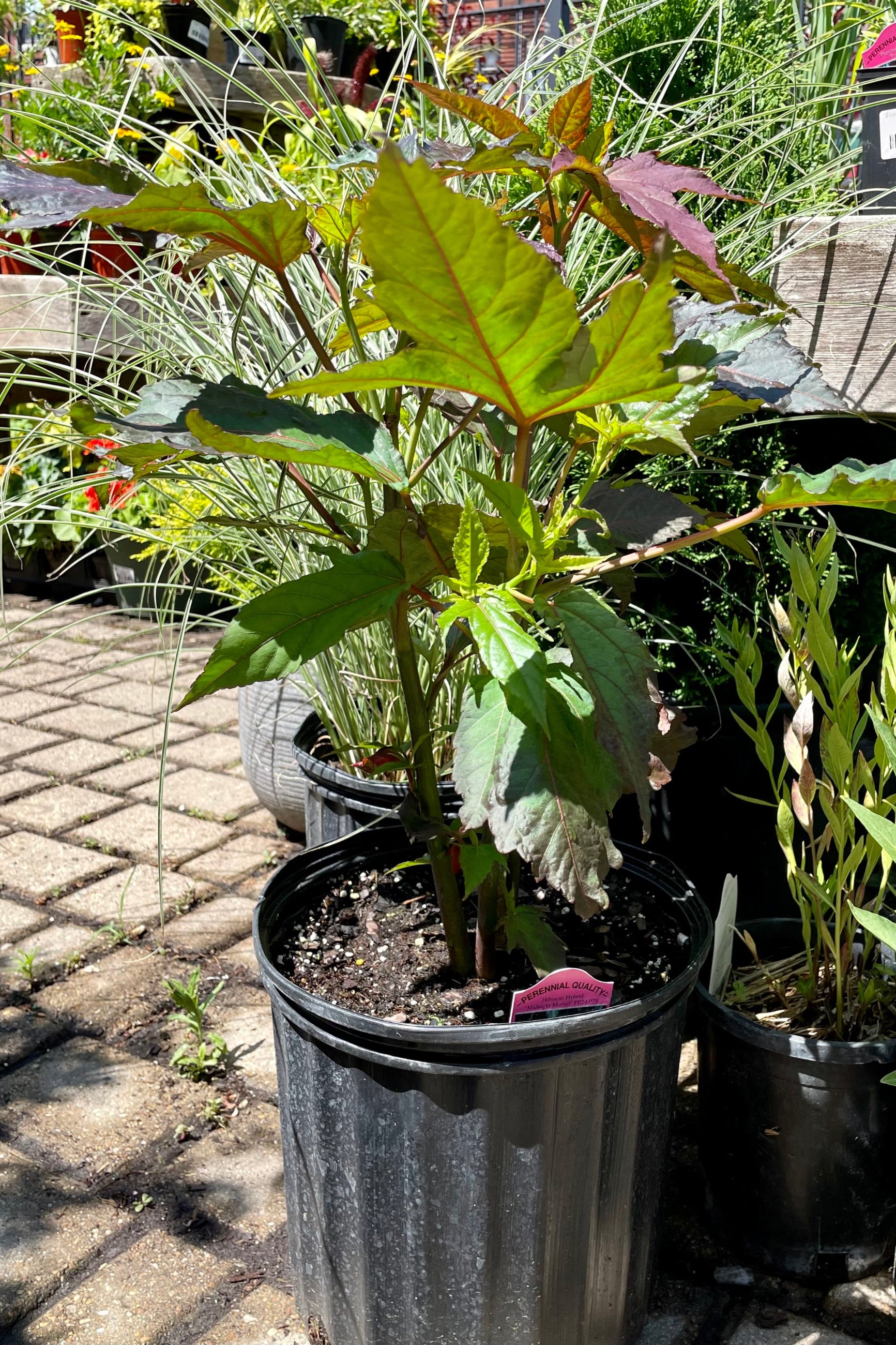 HIbiscus 'Midnight Marvel' in a #3 container surrounded by other plant material the end of June before bloom at Sprout Home. ©Sprout Home