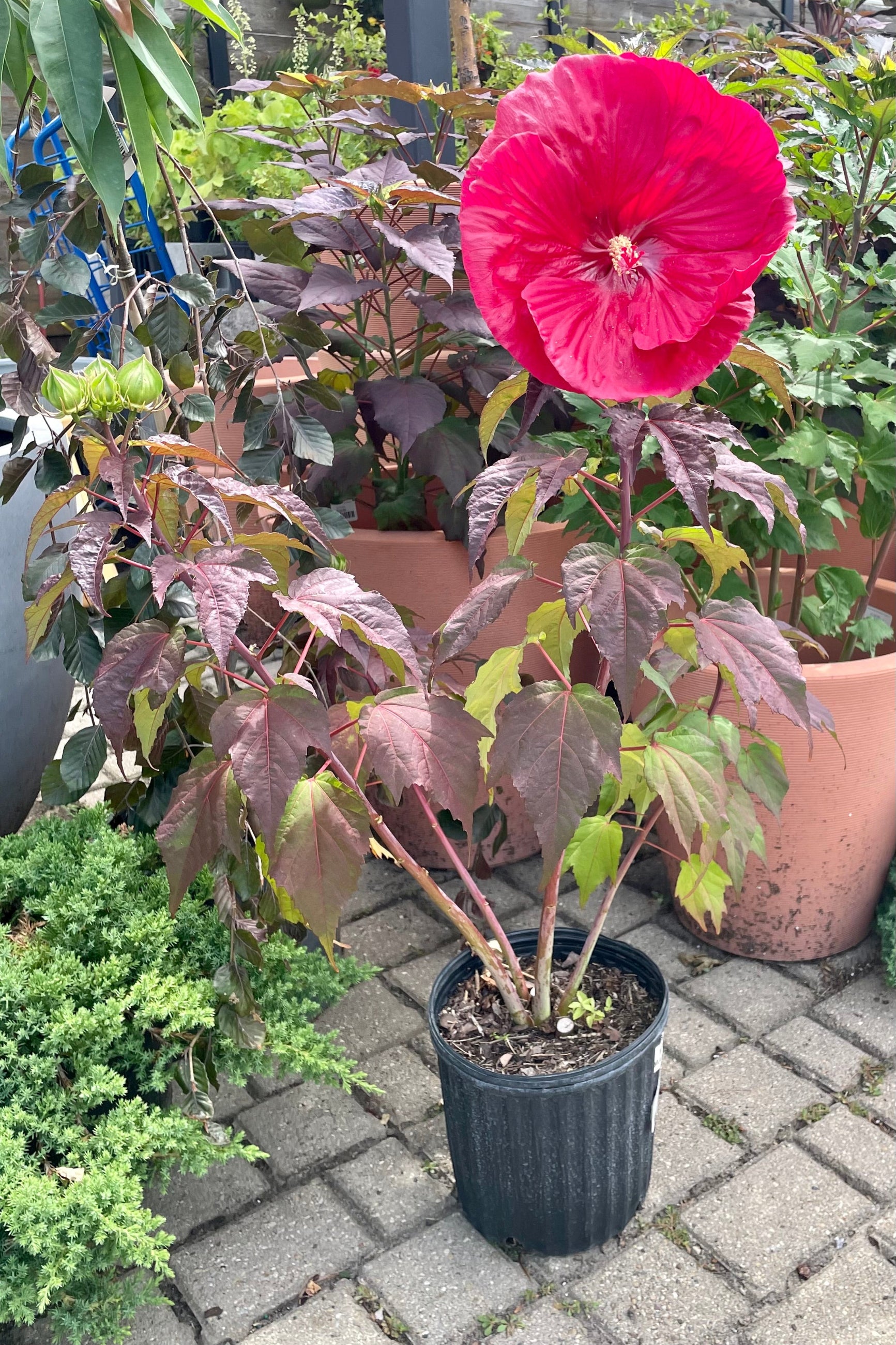 Hibiscus 'Mars Madness' in full bloom in a #2 pot mid July showing the huge red flowers and burgundy foliage surrounded by other plants in the yard at Sprout Home. ©Sprout Home