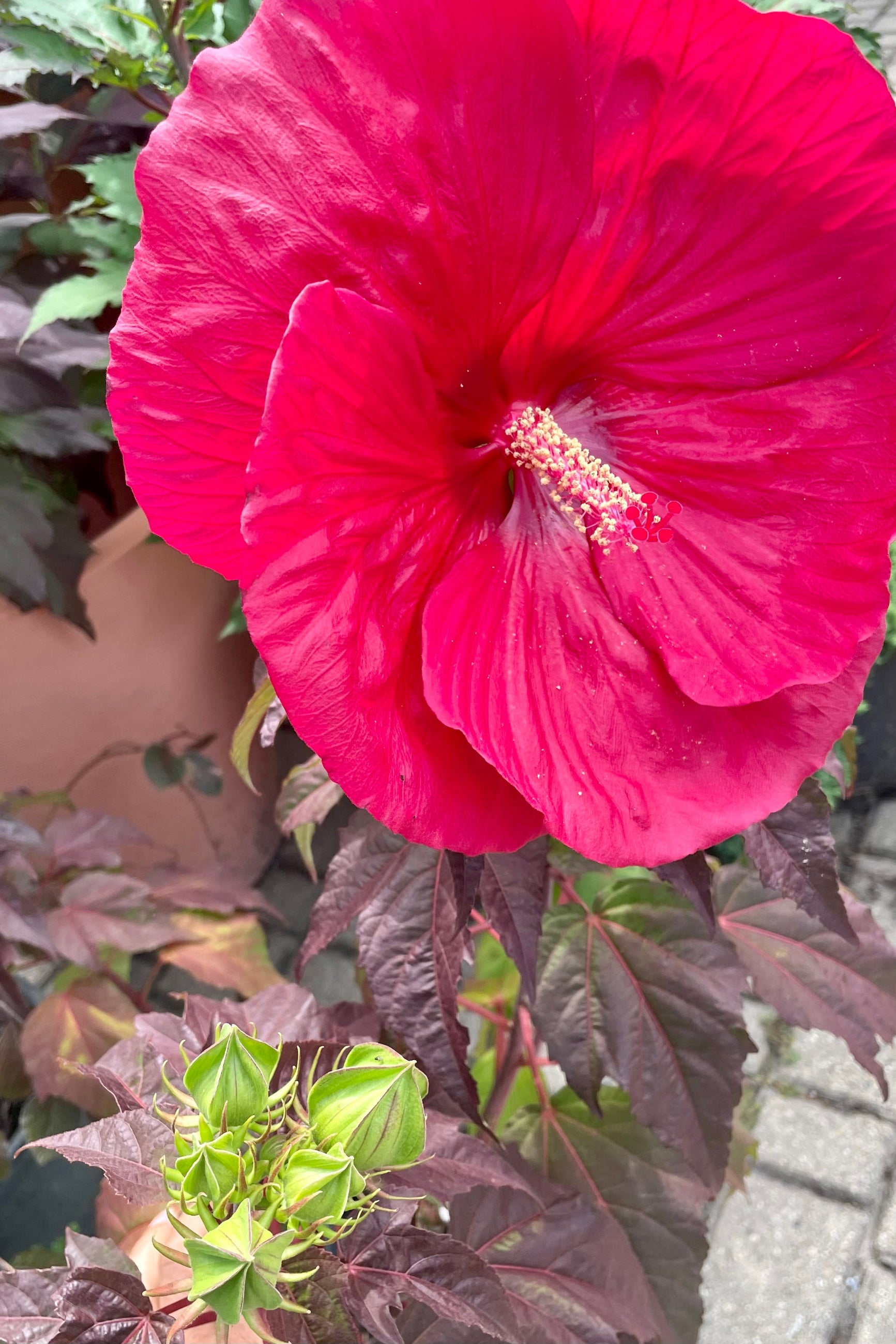 The massive red flower of the Hibiscus 'Mars Madness' late July at Sprout Home. ©Sprout Home