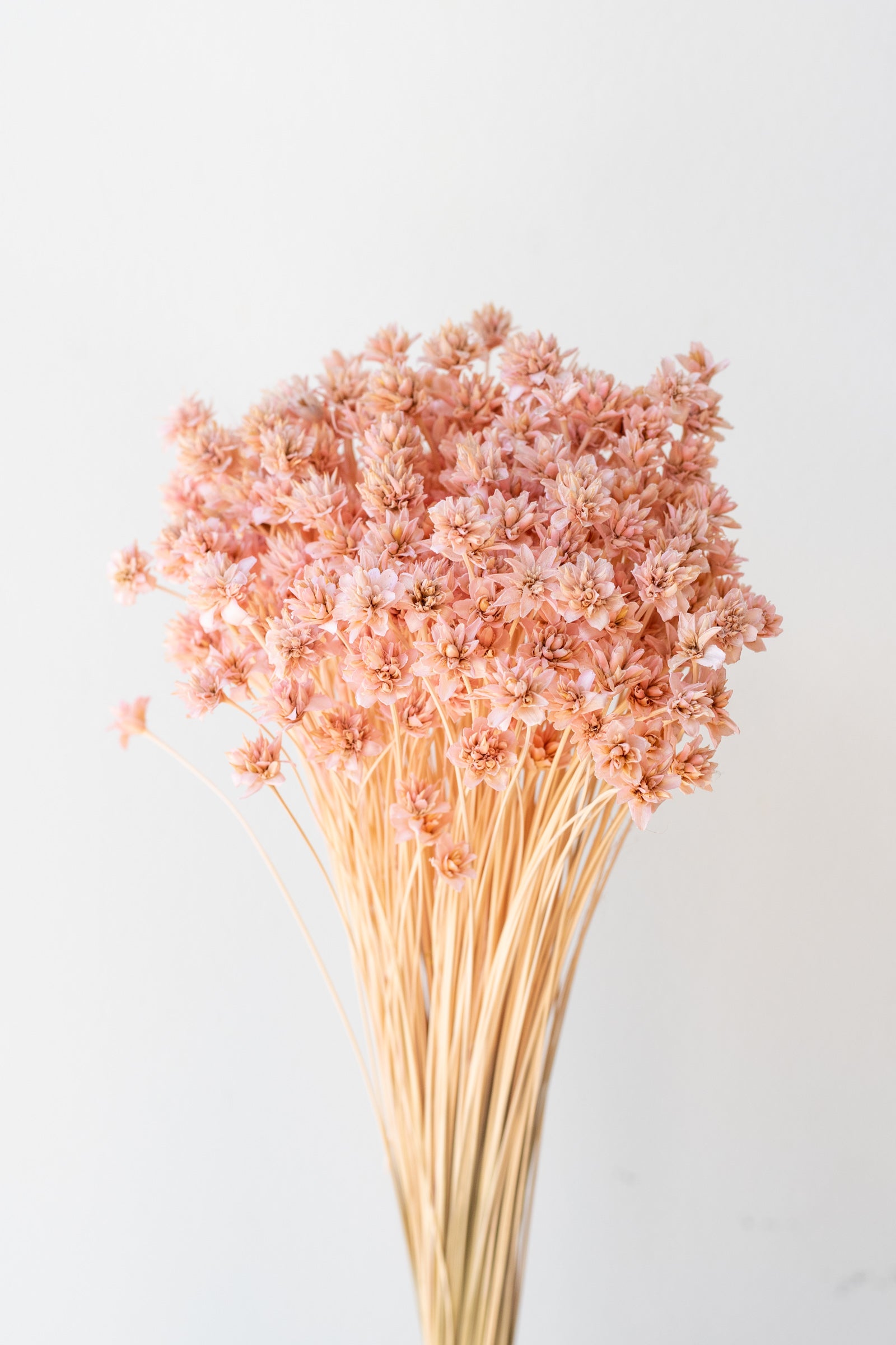 Hill Flower Pink Pastel Preserved Bunch in front of white background