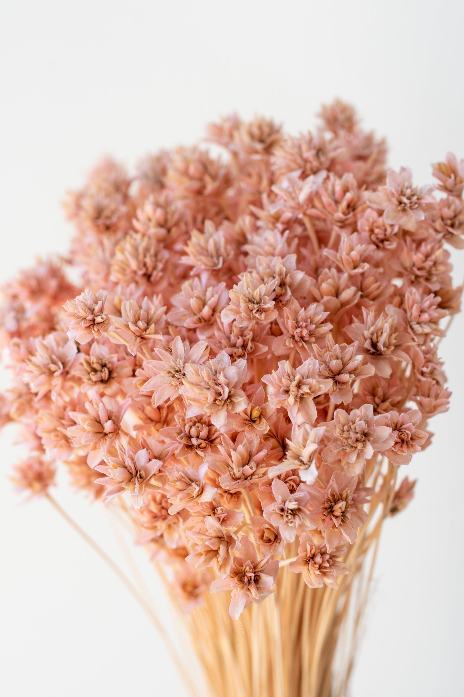 Close up of Hill Flower Pink Pastel Preserved Bunch