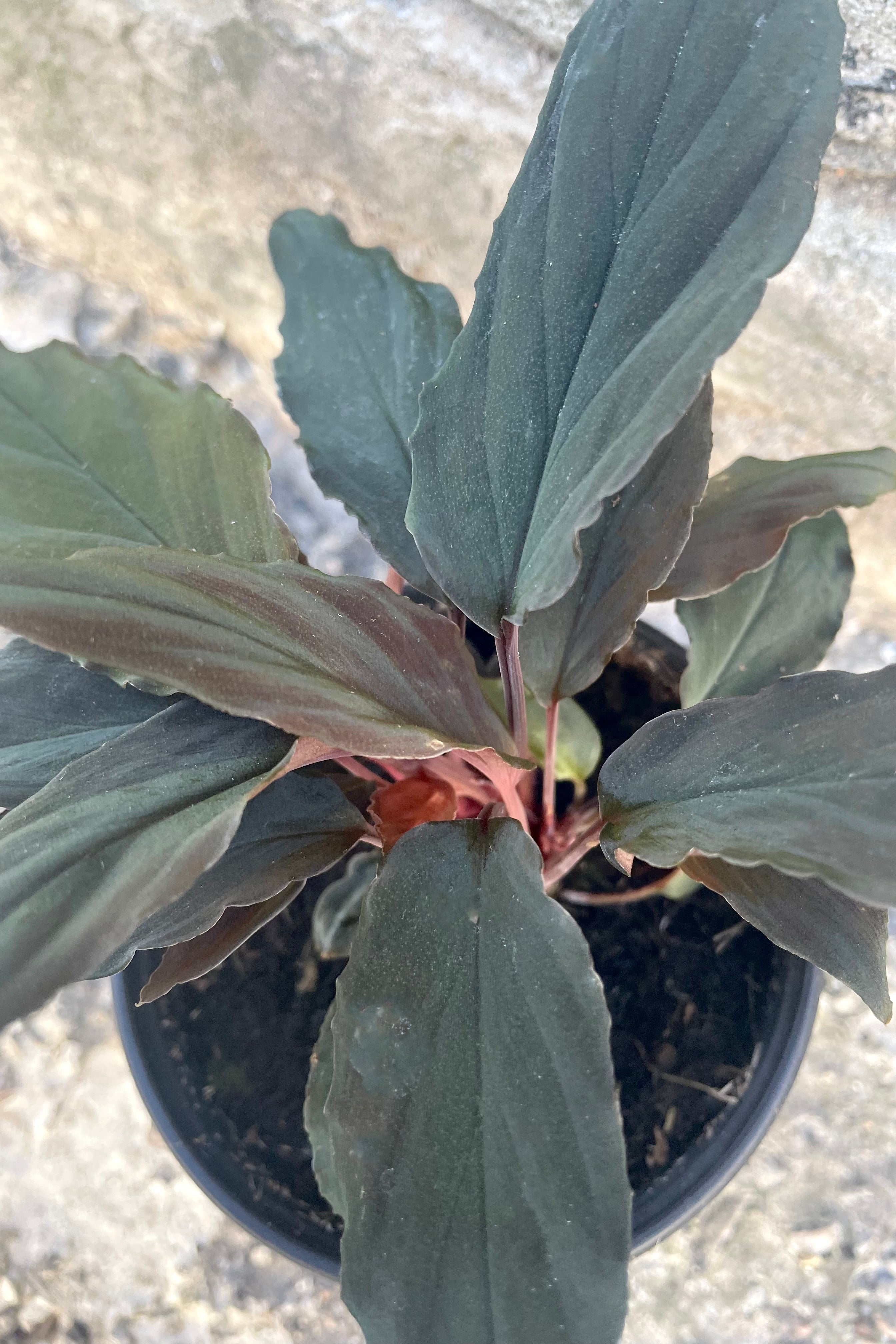 An overhead close-up view of Homalomena humilis 'Black Form' 4" against a concrete backdrop