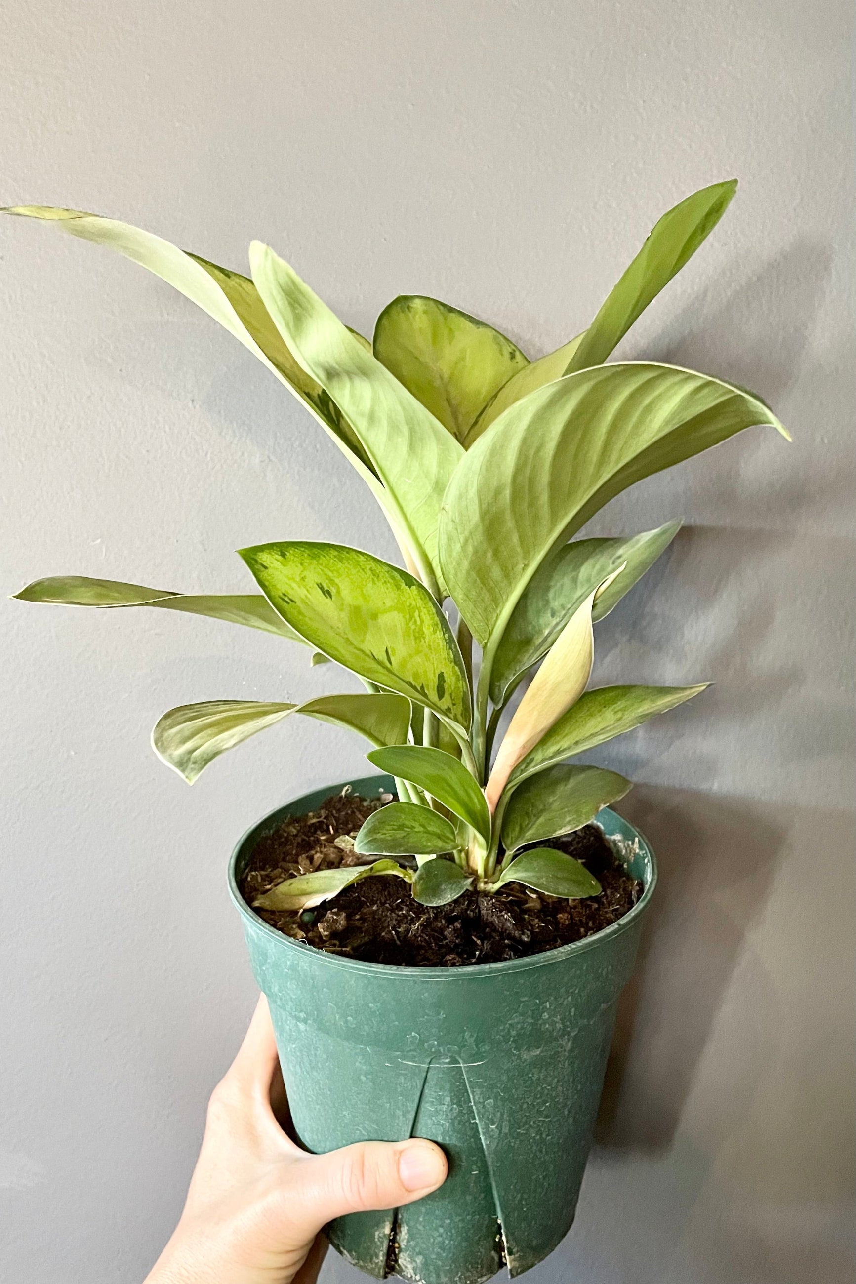 Homalomena 'Selby' in a 6" pot against a grey wall at Sprout Home. ©Sprout Home