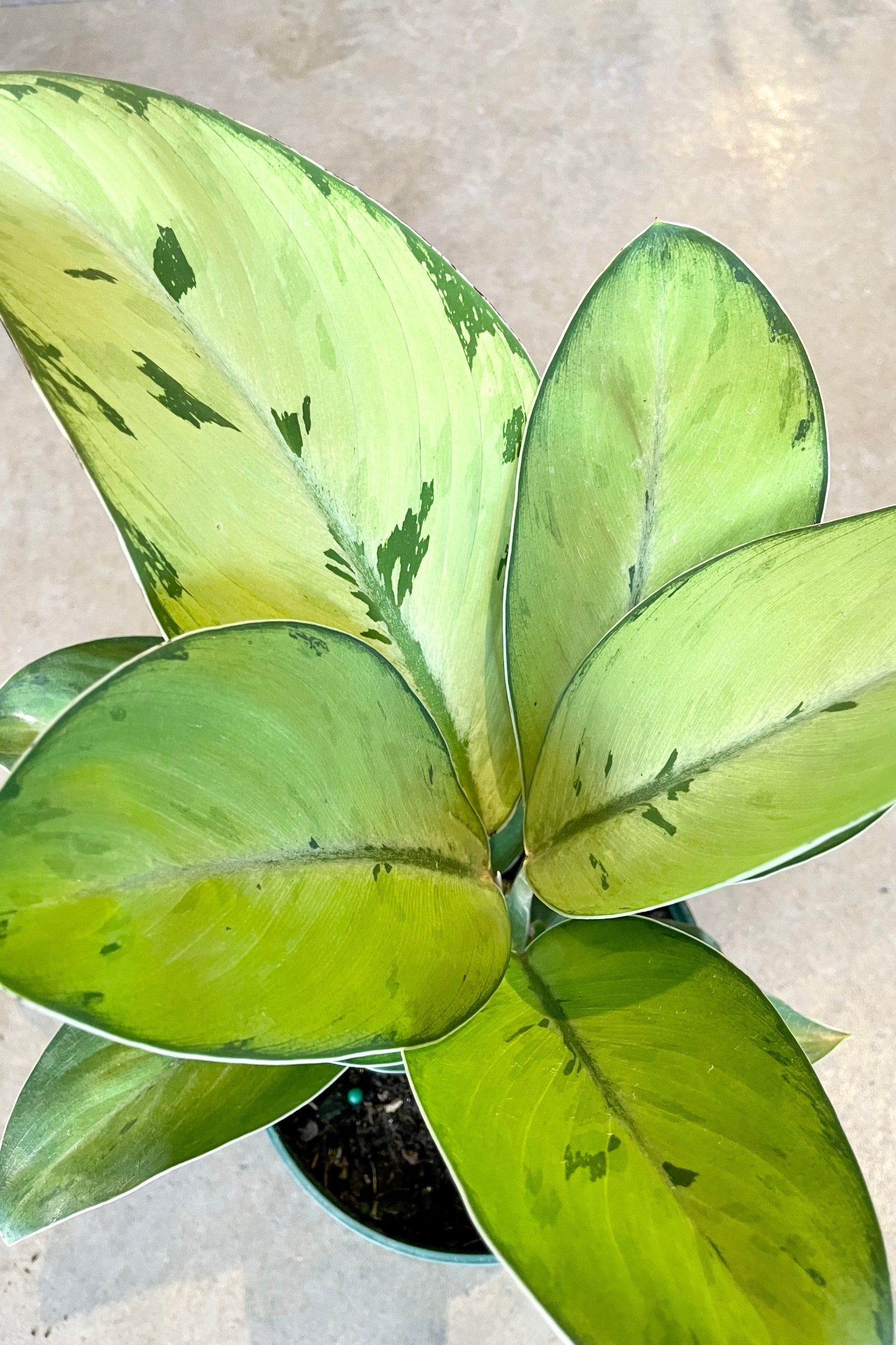 Homalomena 'Selby' detail picture looking from above at Sprout Home. ©Sprout Home