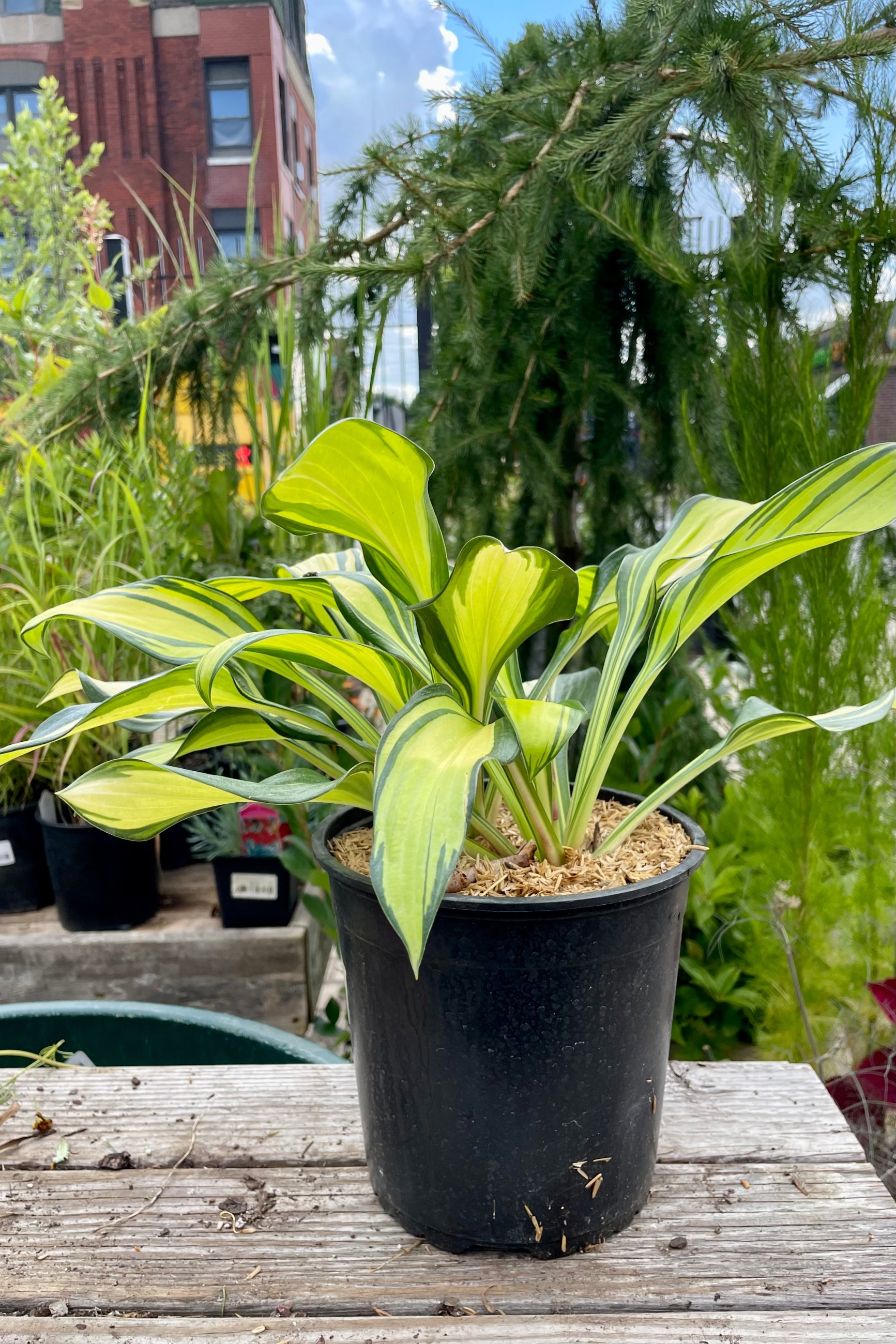 Hosta 'Rainbow's End' in a #1 pot the end of July showing the bright yellow and dark green variegated lance shaped leaves. ©Sprout Home