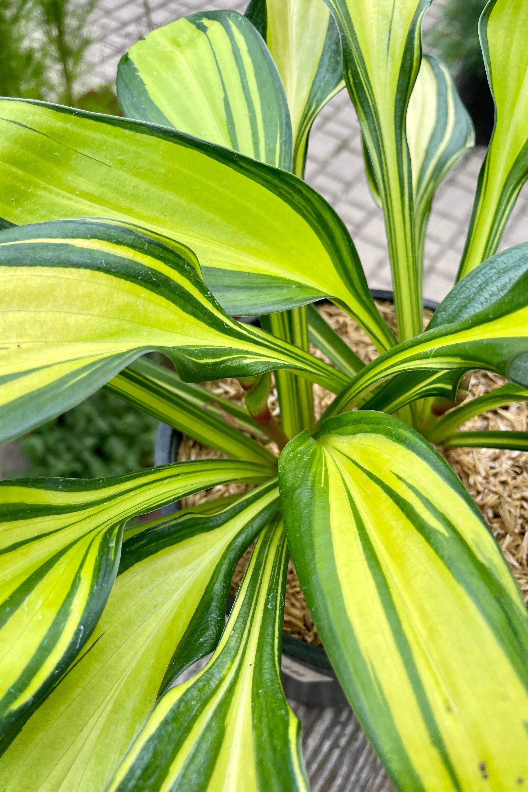 The bright variegated green and lemon yellow lance shaped leaves of the Hosta 'Rainbow's End' the end of the July at Sprout Home. ©Sprout Home