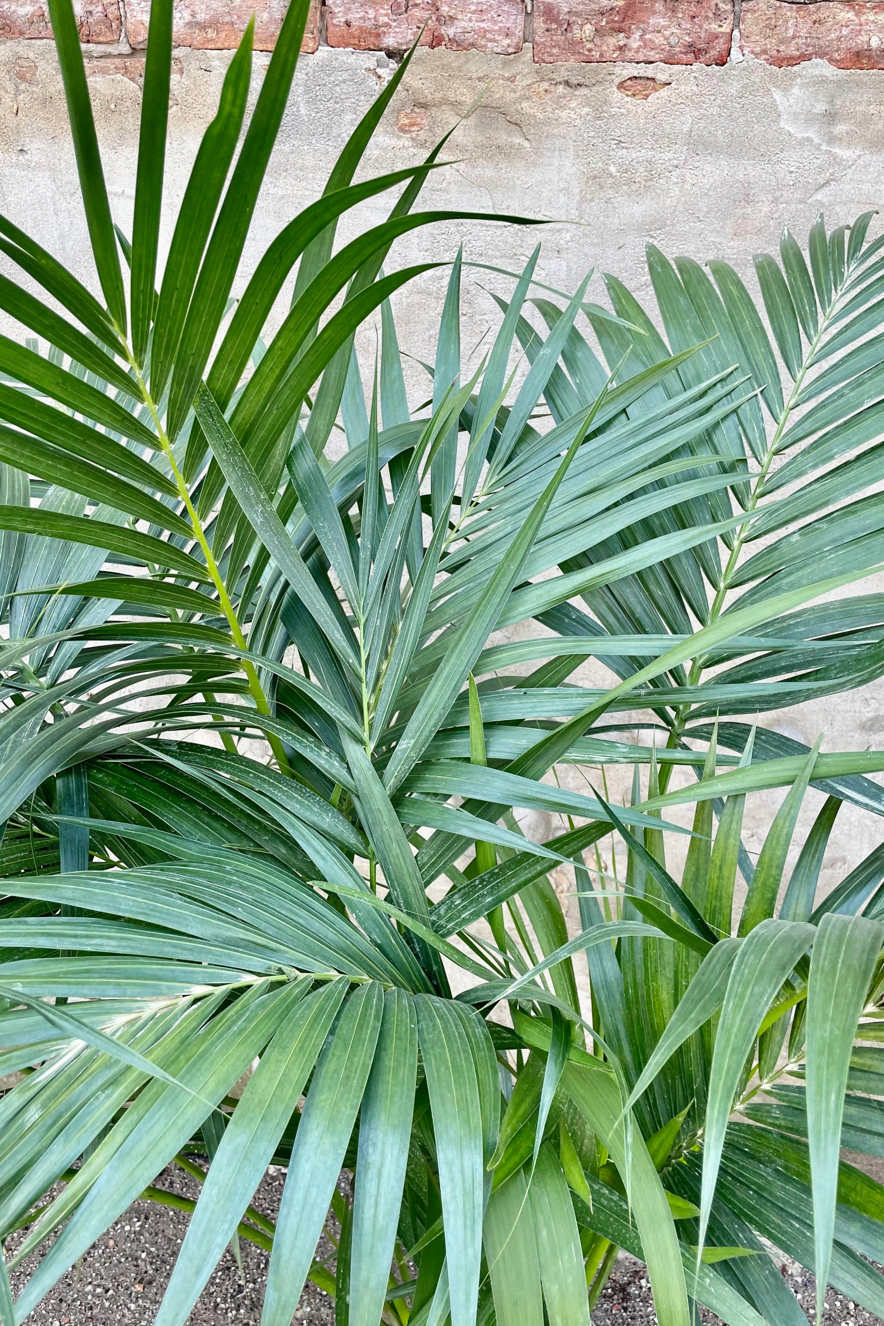 A detailed look at the Howea fosteriana's fanned out foliage. ©Sprout Home