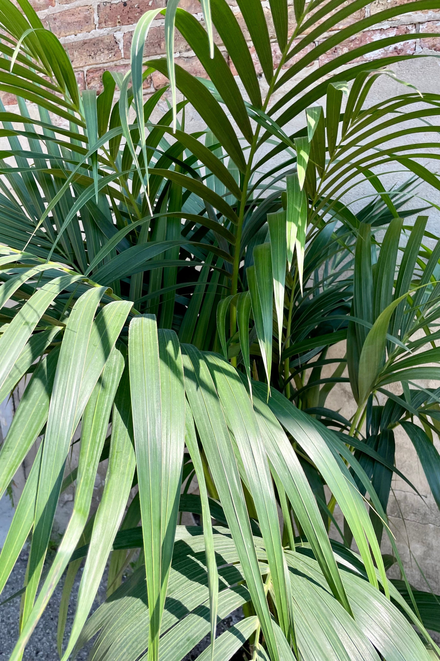 The large green lance shaped frond leaves of the Howea forsteriana "Kentia Palm" up close and personal at Sprout Home. ©Sprout Home