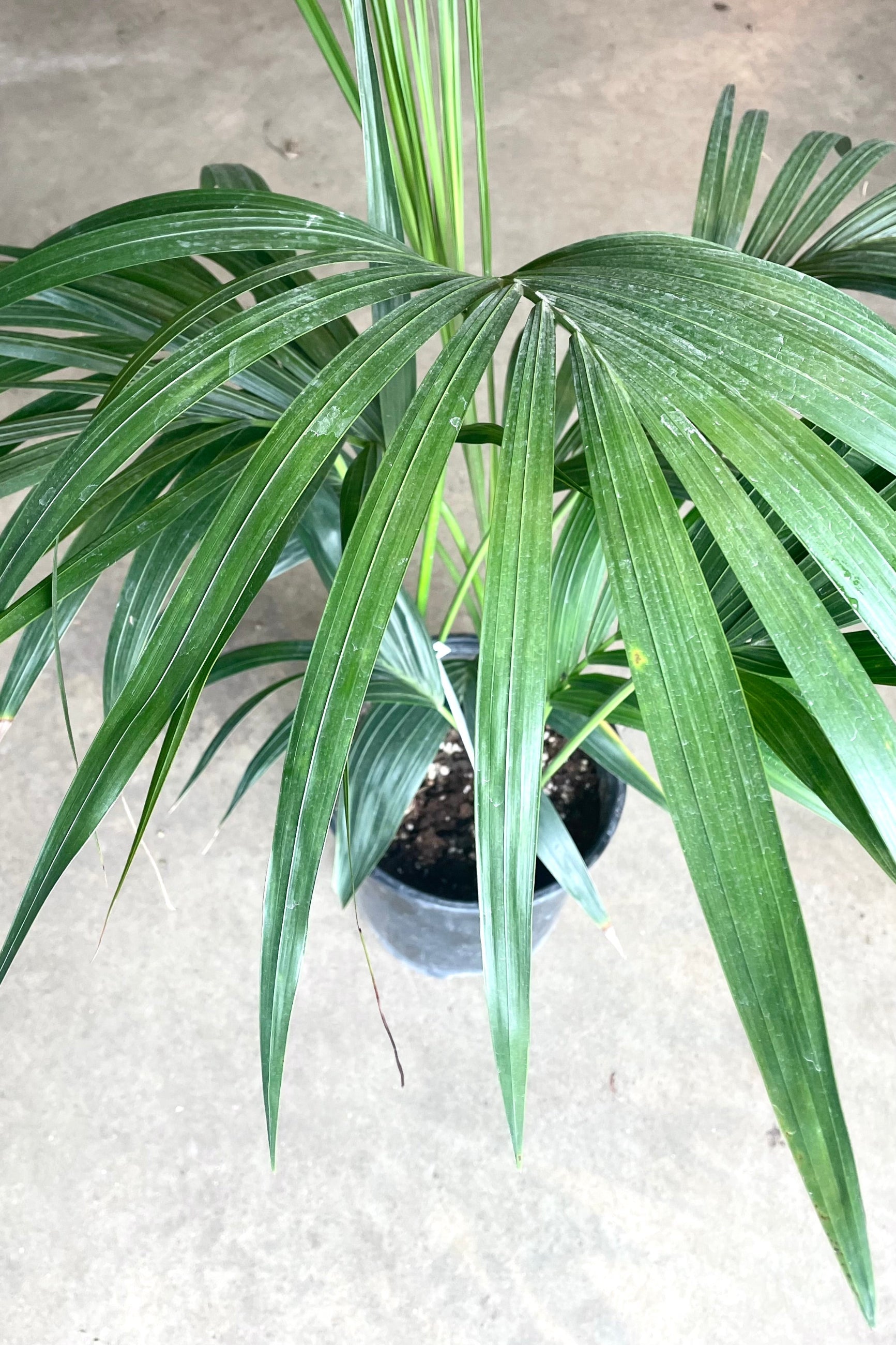 A full view of Howea forsteriana "Kentia Palm" #2 in grow pot against concrete backdrop ©Sprout Home