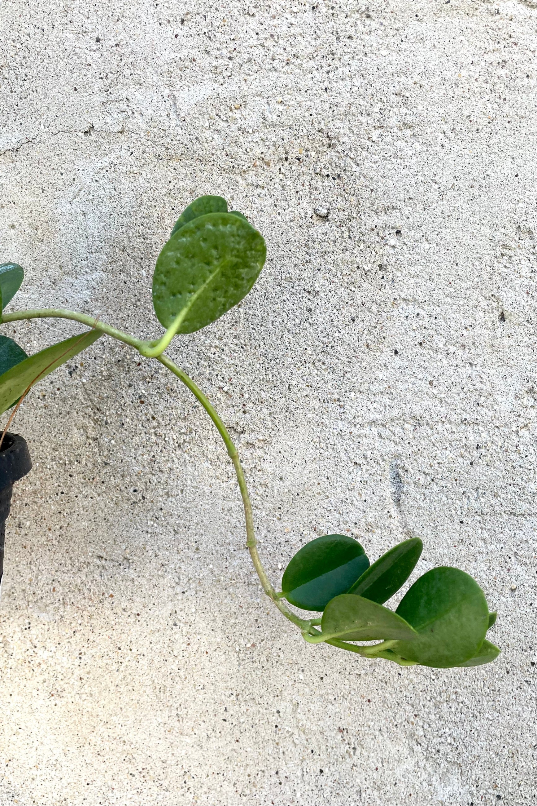A detailed view of the leaves of the 4" Hoya australis against a concrete backdrop ©Sprout Home