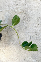 A detailed view of the leaves of the 4" Hoya australis against a concrete backdrop