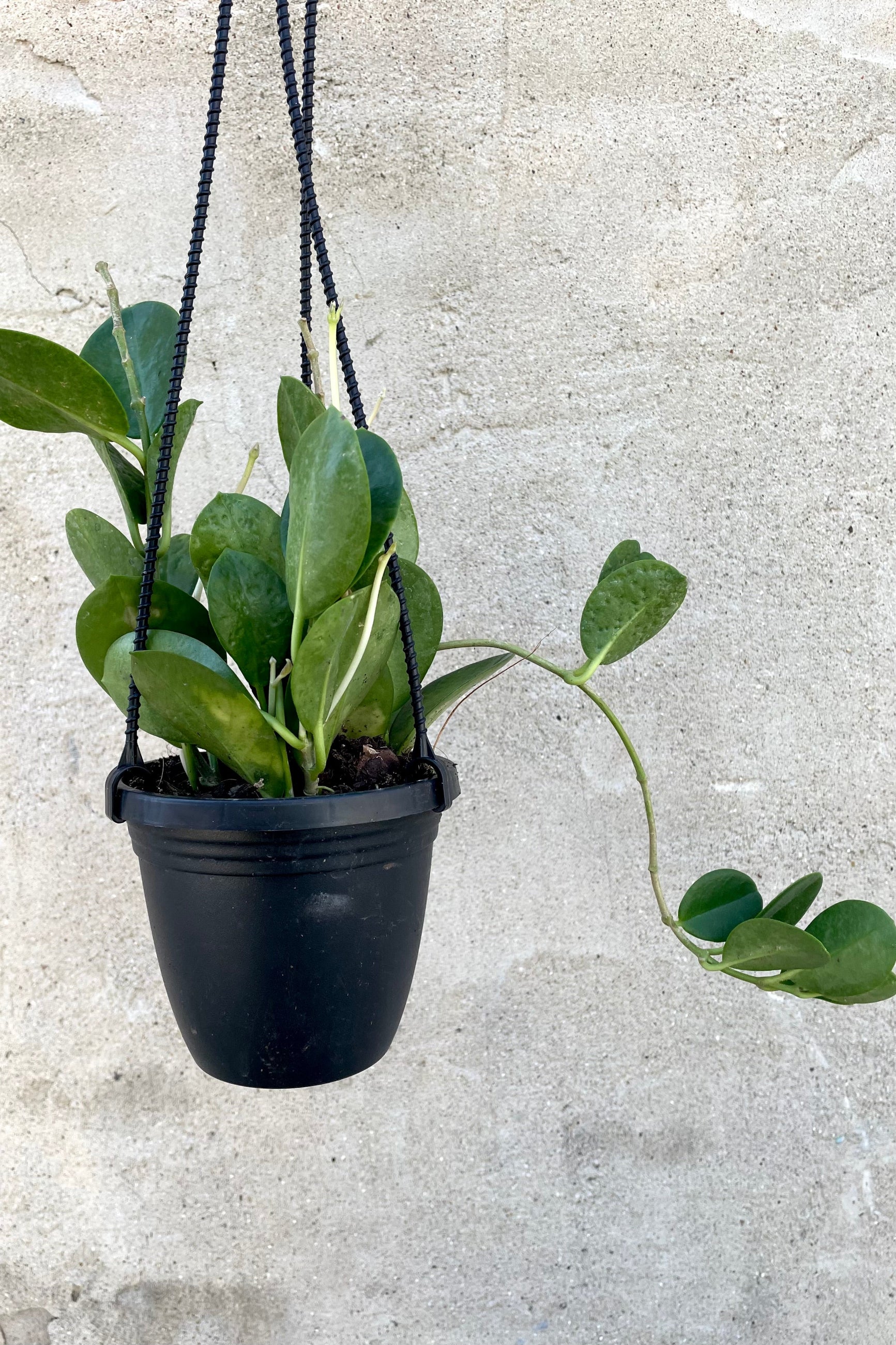 A frontal view of the 4" Hoya australis in a hanging grower pot against a concrete backdrop ©Sprout Home