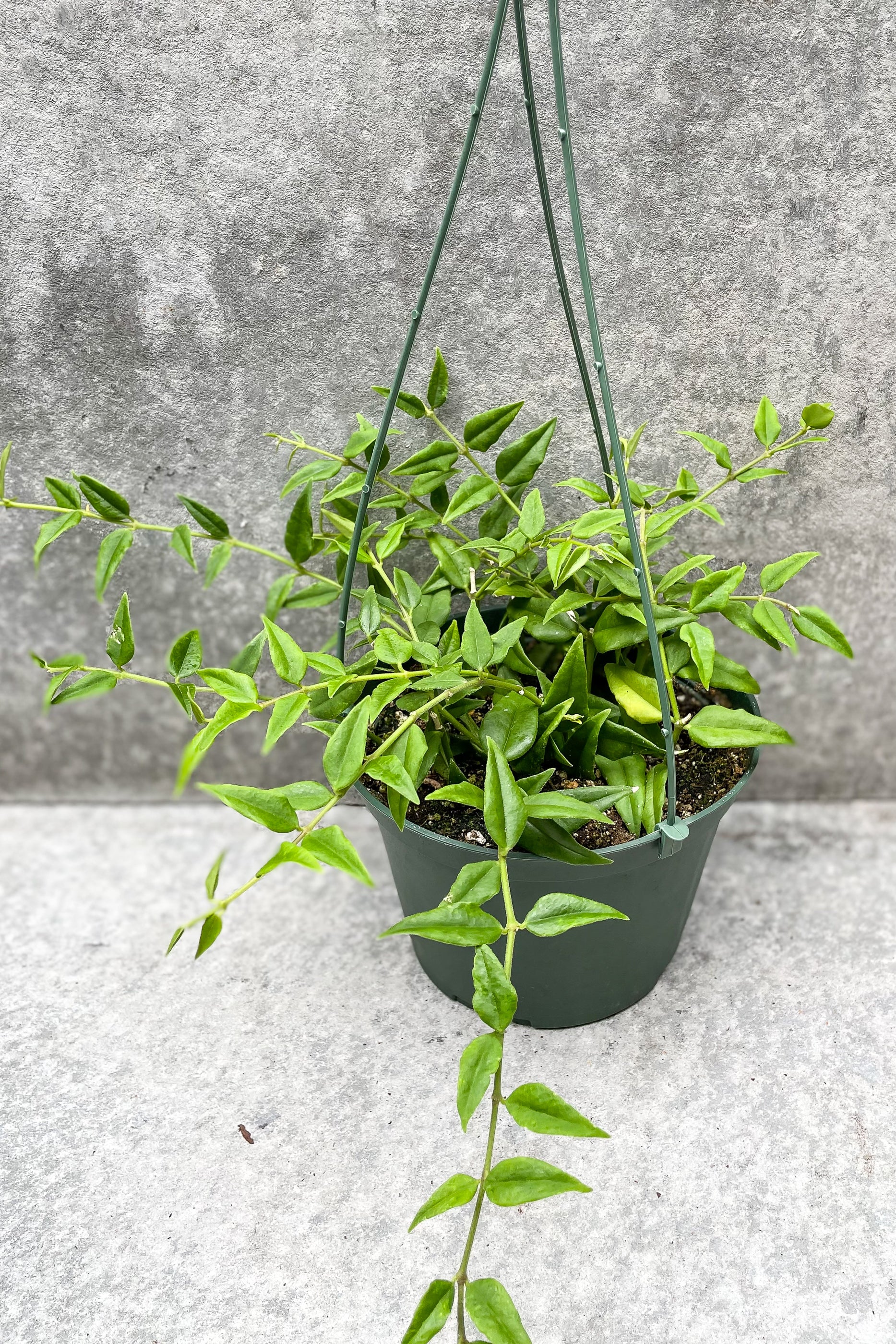 Hoya lanceolata 'Bella' in hanging grow pot in front of grey background
