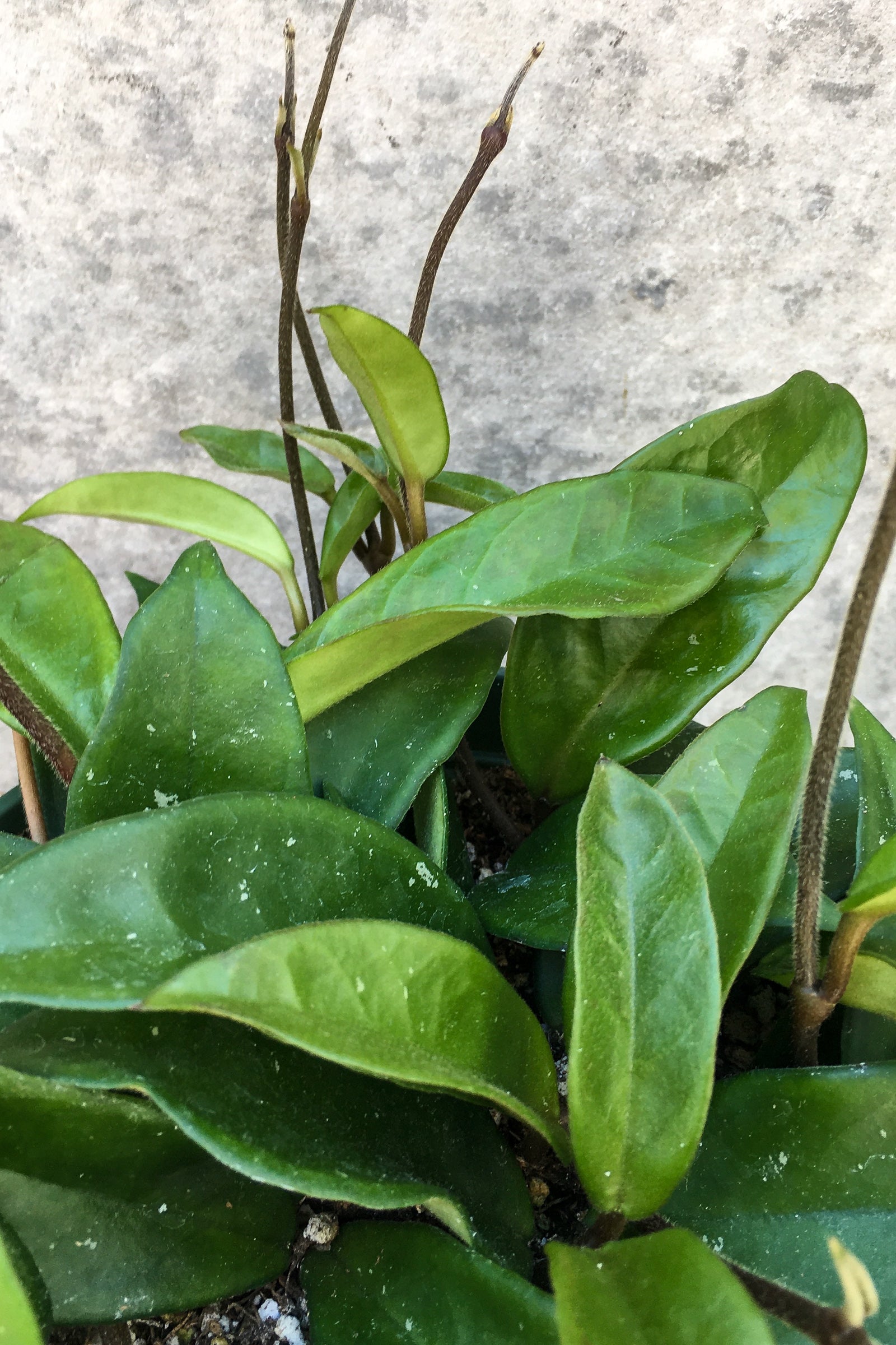 Close up of Hoya carnosa leaves