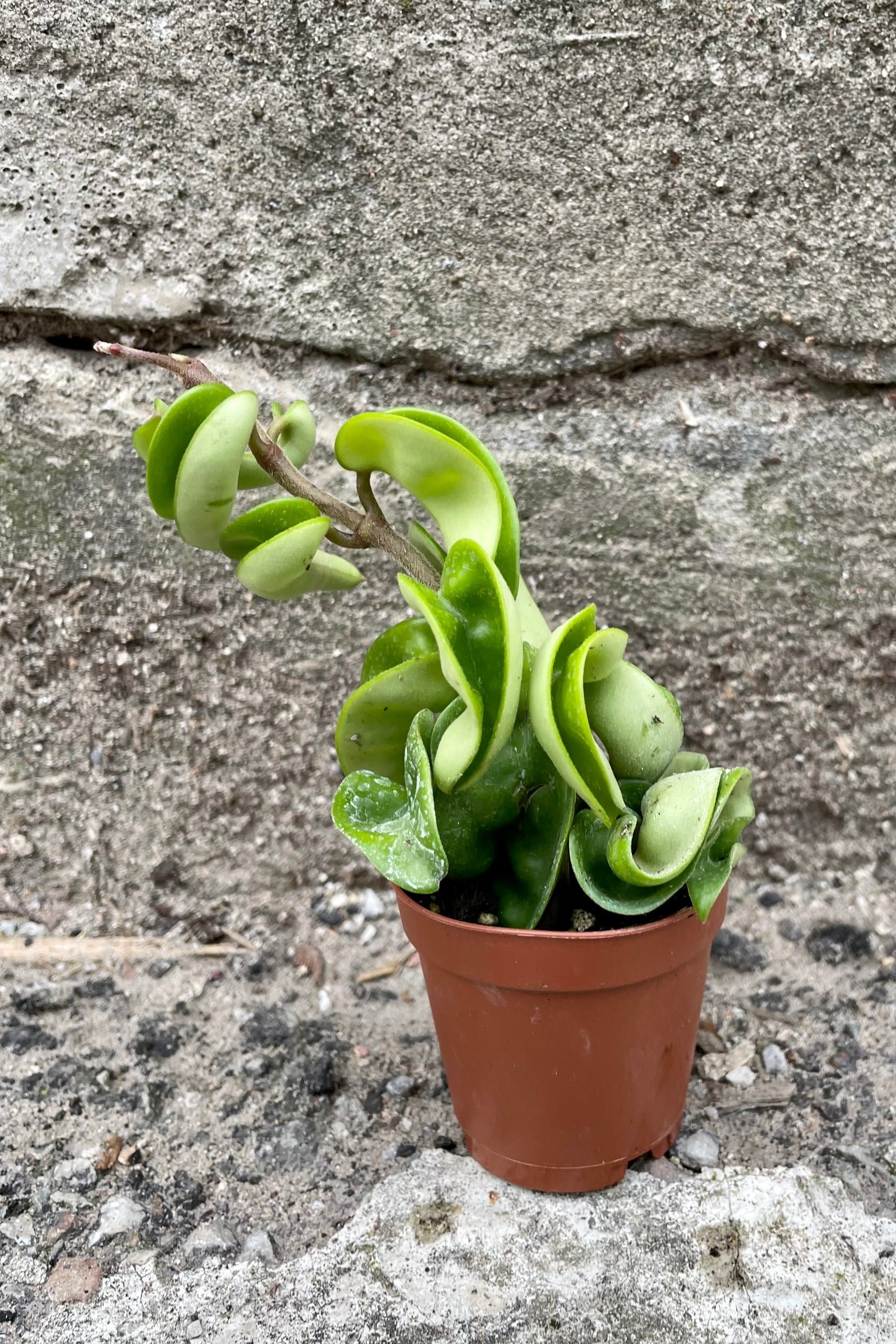 Hoya carnosa compacta 2" showing the twisty thick green leaves. ©Sprout Home