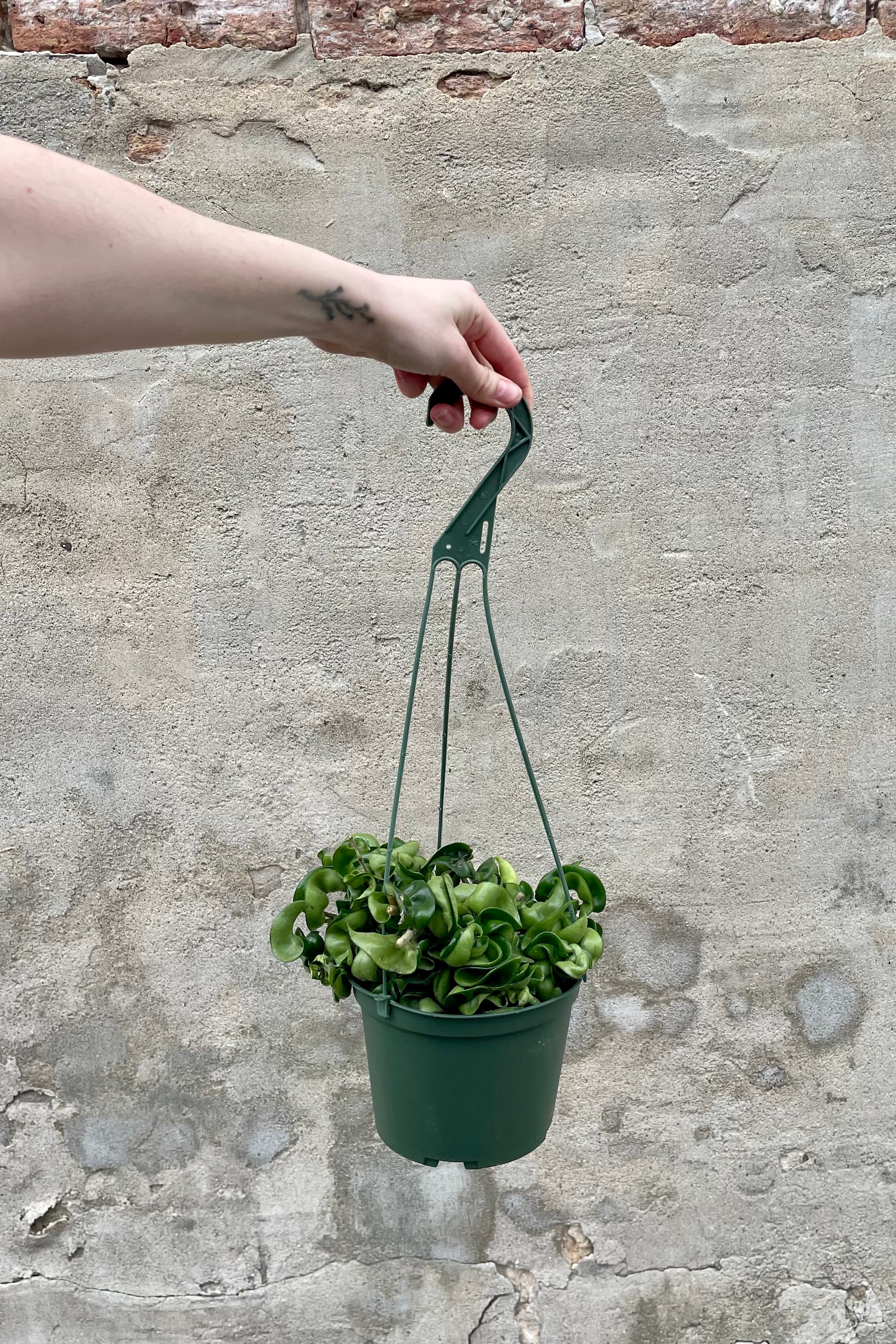 Hoya carnosa compacta 6" hanging basket with green curly leaves against a grey wall