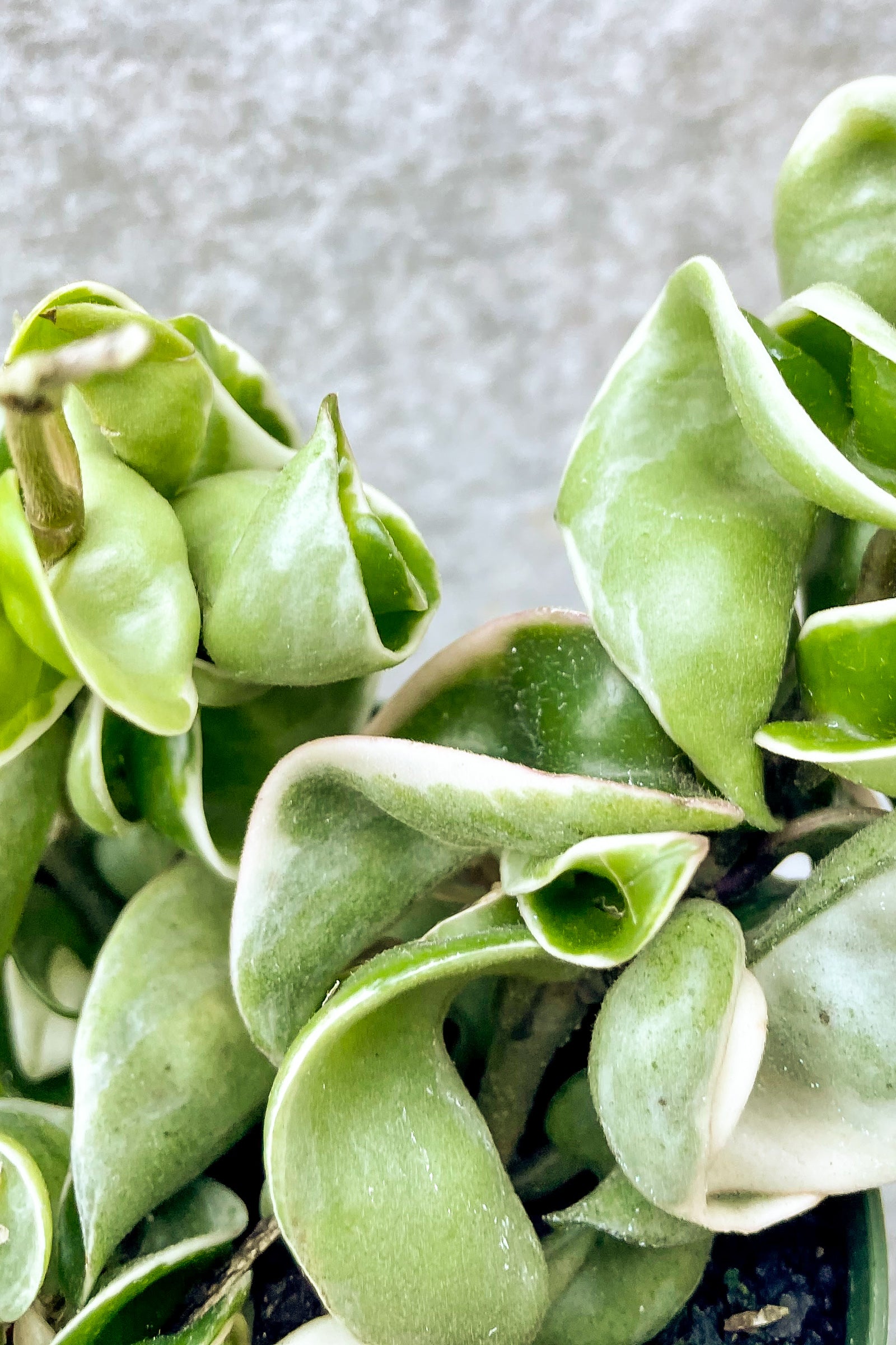 Close up of Hoya carnosa compacta, Variegated ©Sprout Home