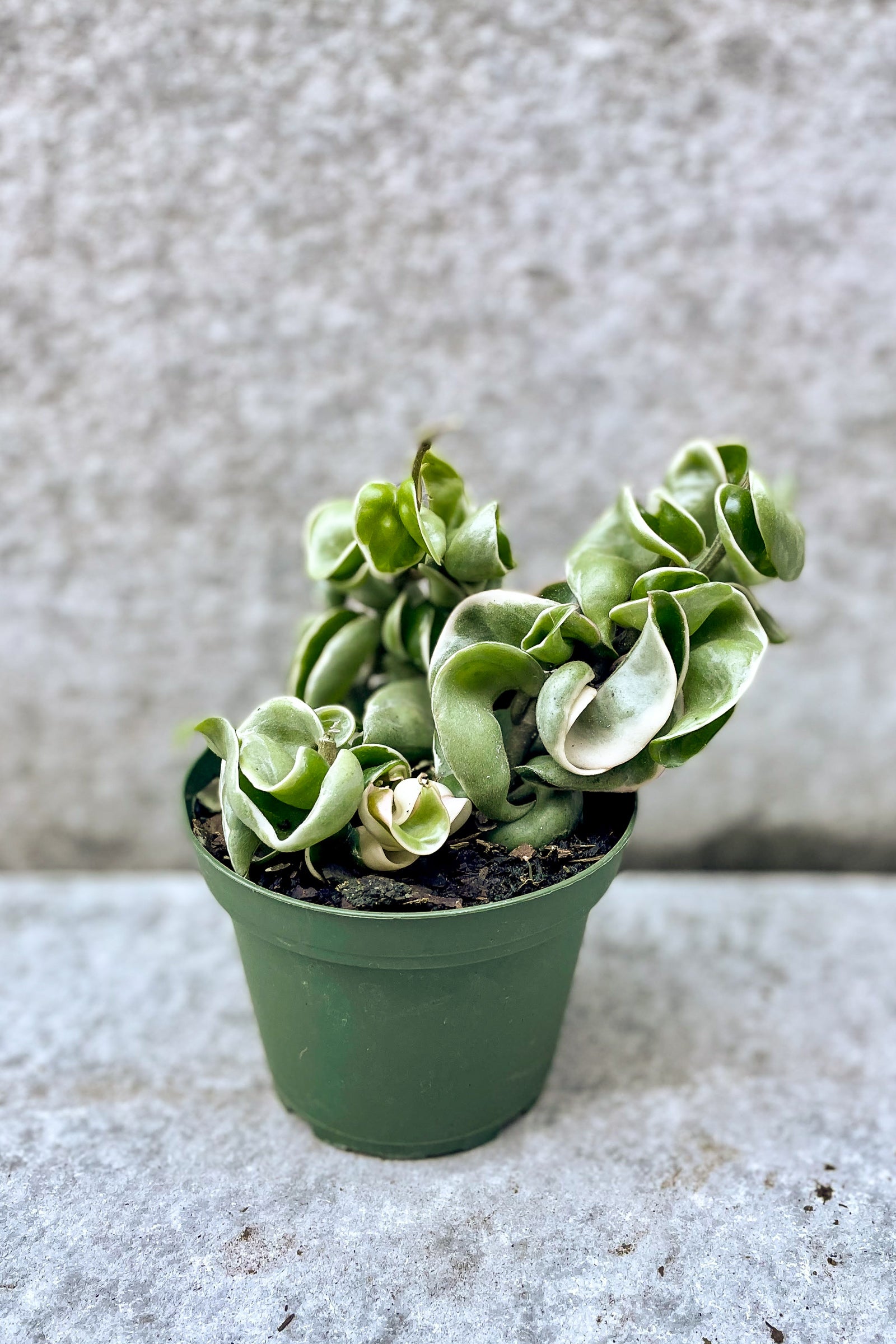 Hoya carnosa compacta, Variegated in front of grey background ©Sprout Home