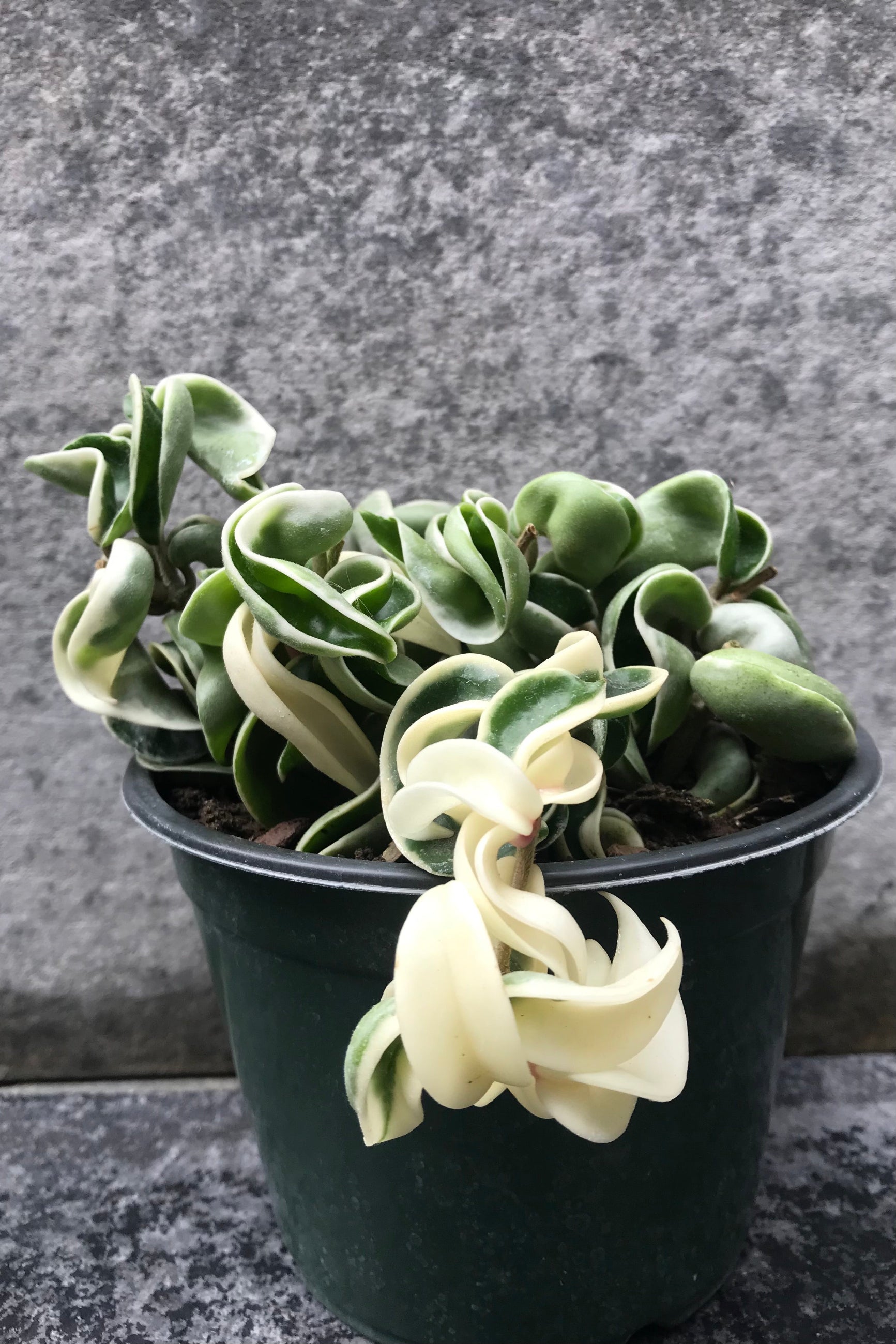 Hoya carnosa compacta 'Variegata' in a growers pot with a gray background ©Sprout Home