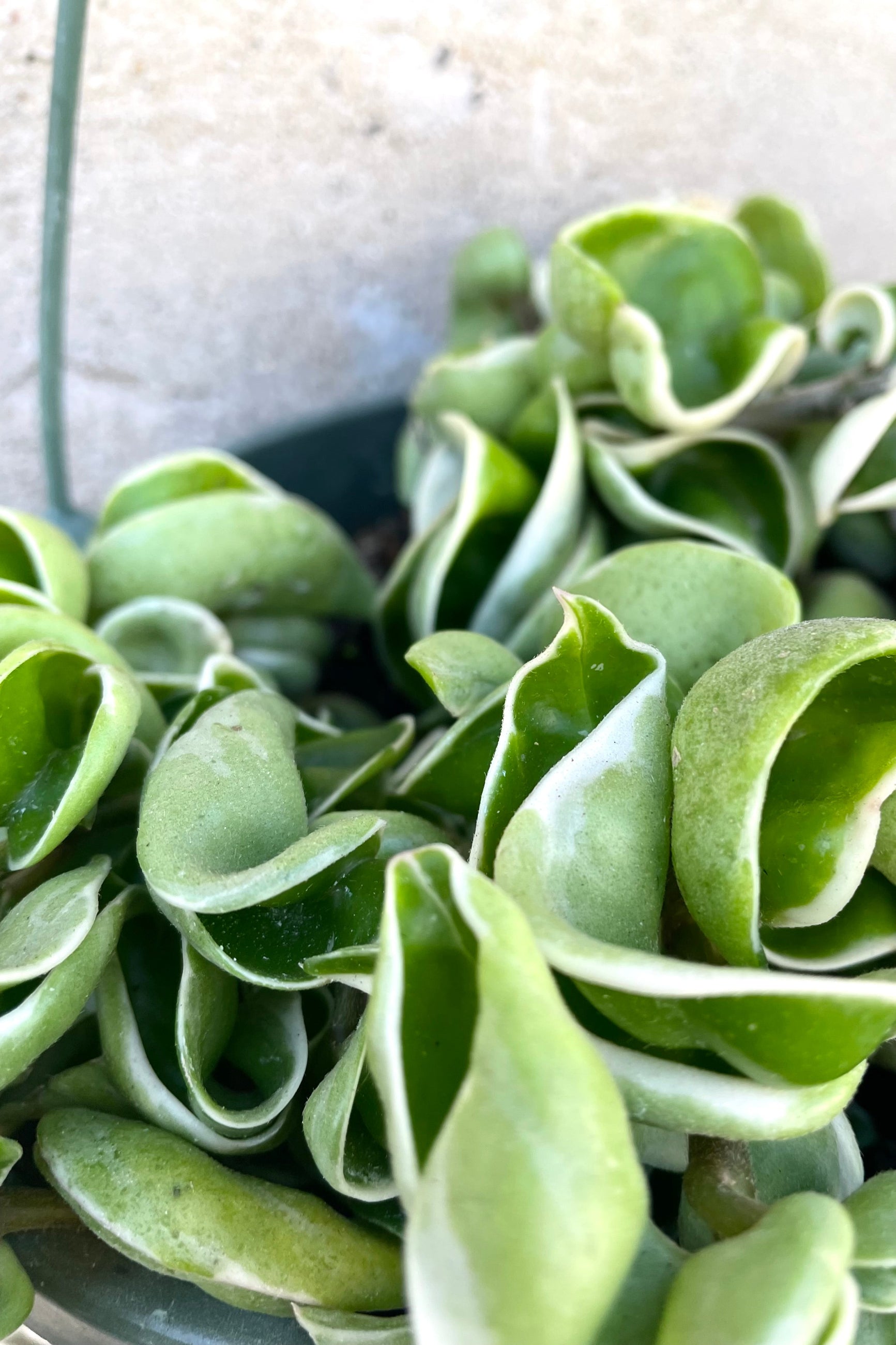 A detailed view of the Hoya carnosa compacta 'Variegata' 8" against a concrete backdrop ©Sprout Home
