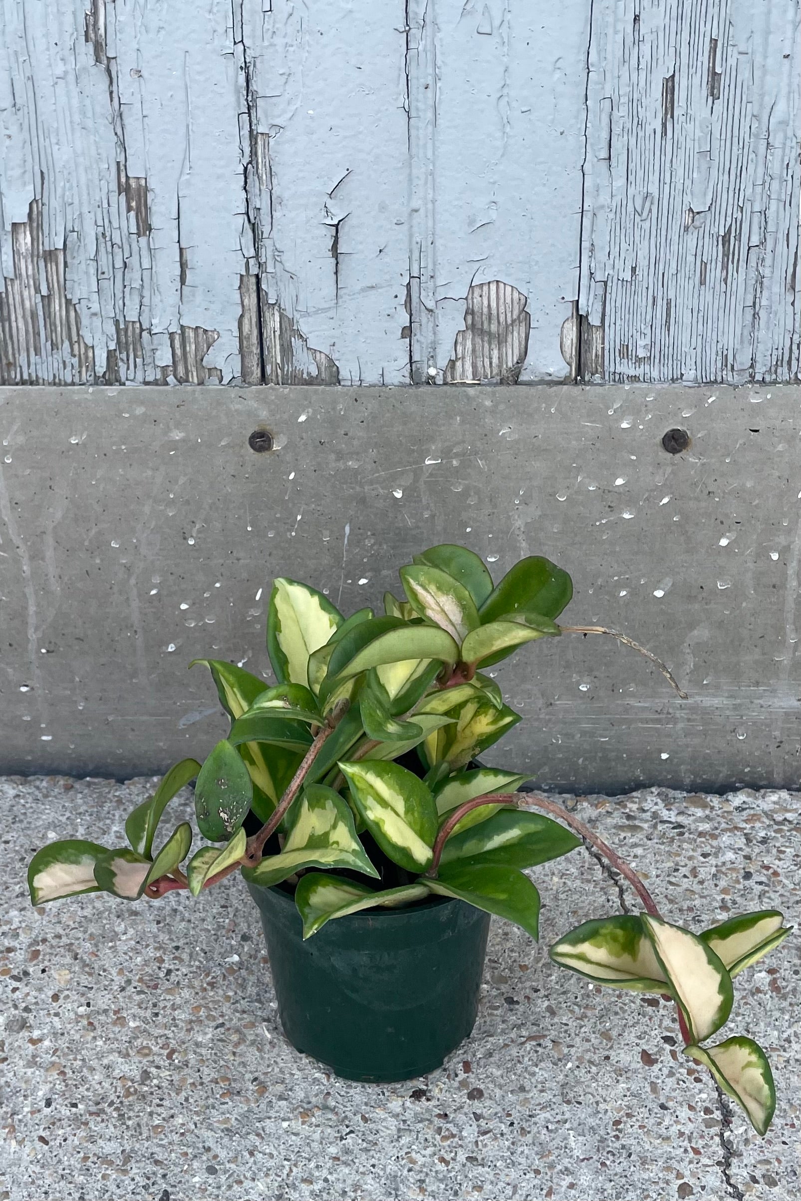 A full view of Hoya carnosa 'Exotica' 4" in grow pot against wooden backdrop ©Sprout Home