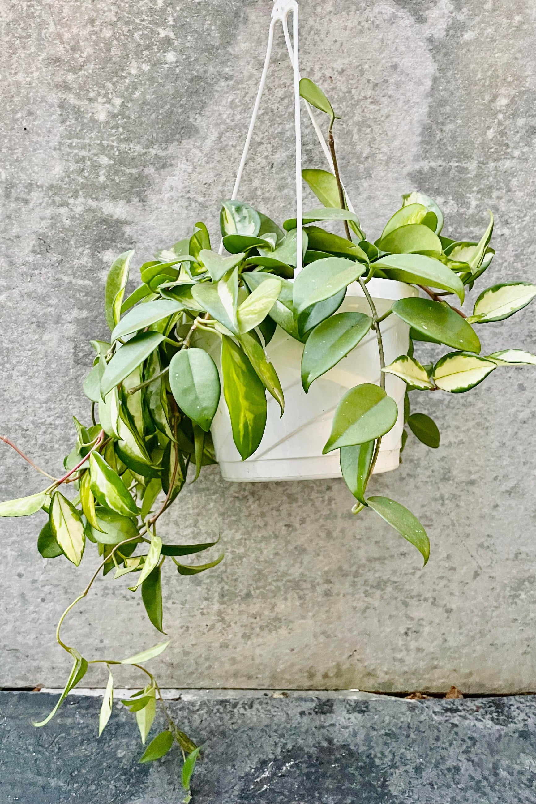 The Hoya carnosa "Exotica" hangs against a grey backdrop in its 8 inch growers pot ©Sprout Home