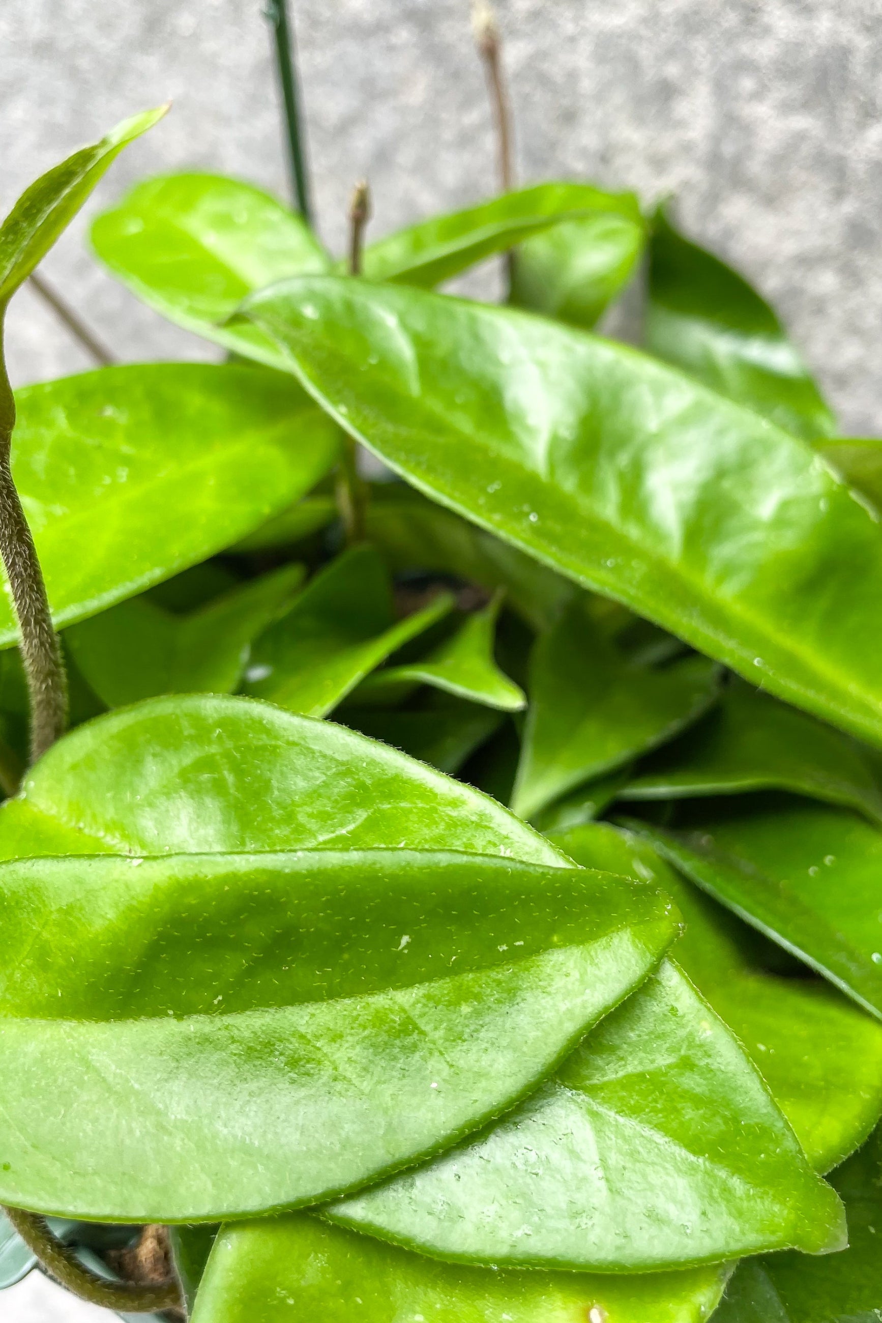 jade wax plant Hoya carnosa 'Jade' 6"