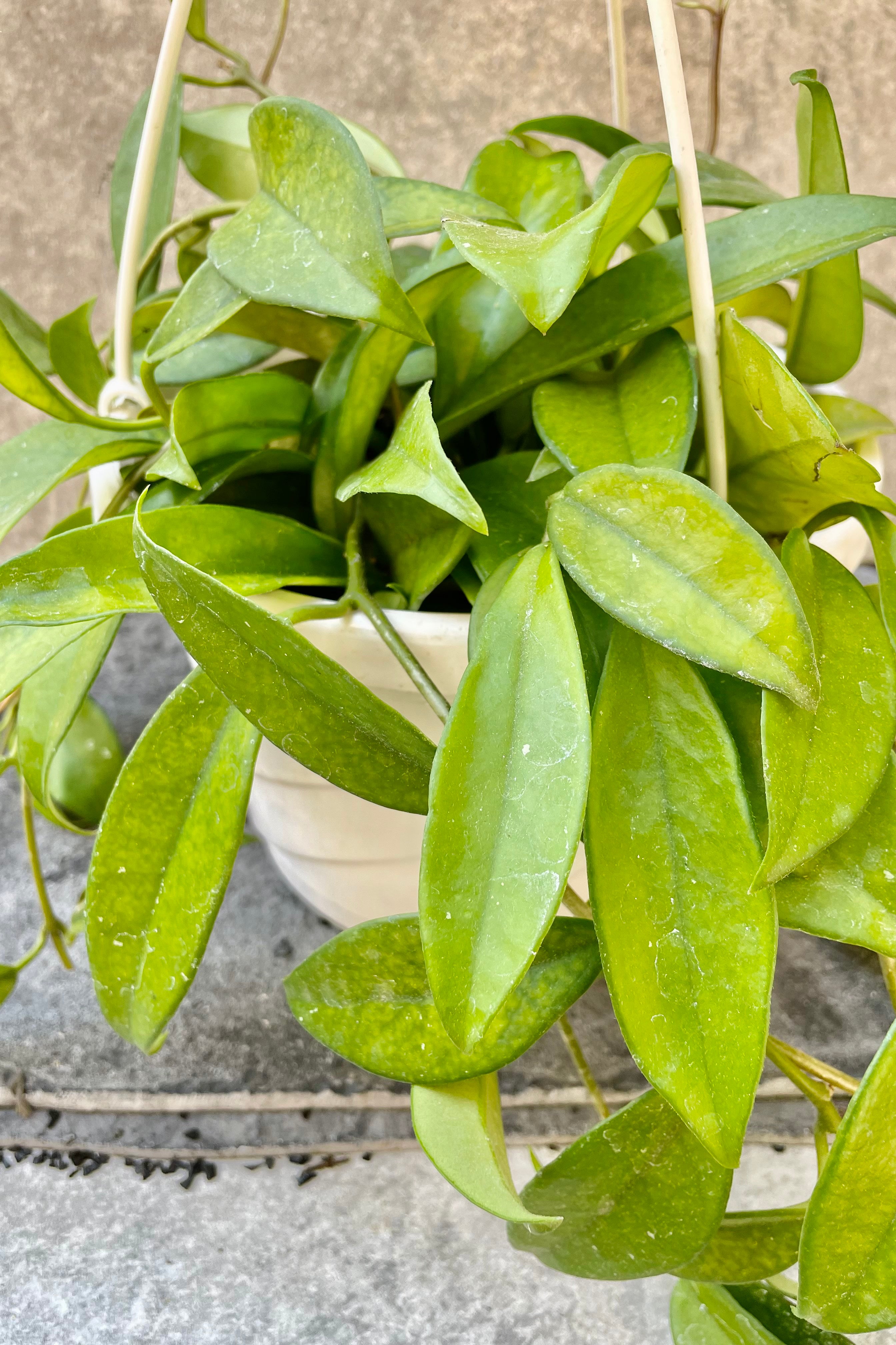 The Hoya carnosa boasts gorgeous "Jade" vines through and through.