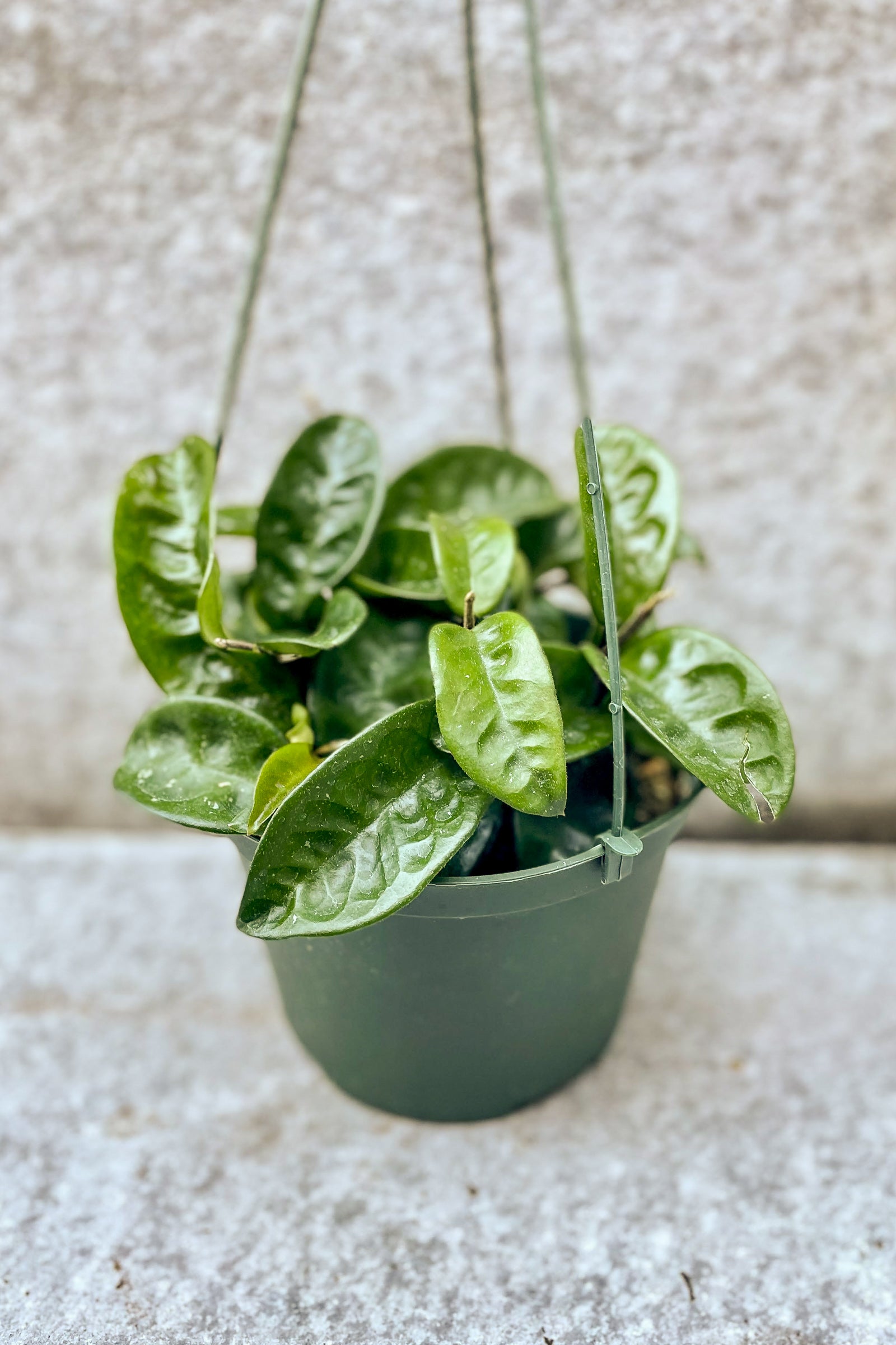 Hoya carnosa 'Krinkle 8' in front of grey background ©Sprout Home